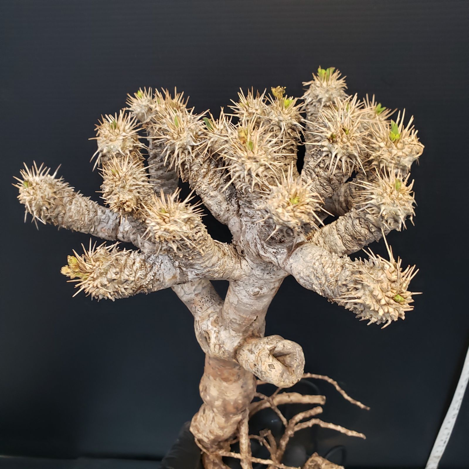 ユーフォルビア　ギラウミニアナ 塊根植物　レア　現地球 ユーフォルビア ギラウミニアナ 現地株 発根済み | GREEN LUCK