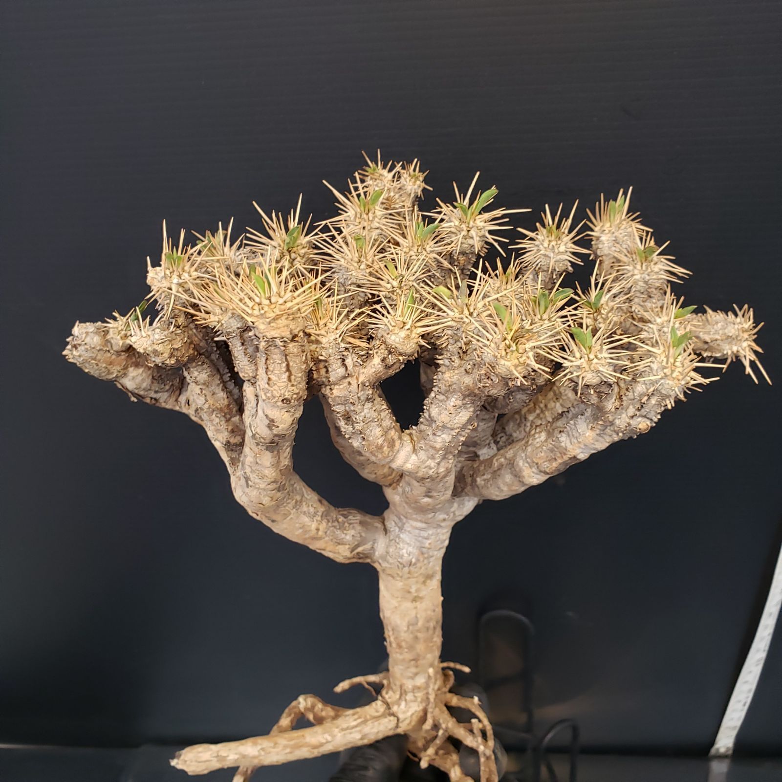 E169【最新到着】Euphorbia ギラウミニアナ（M)（現地球・抜き苗