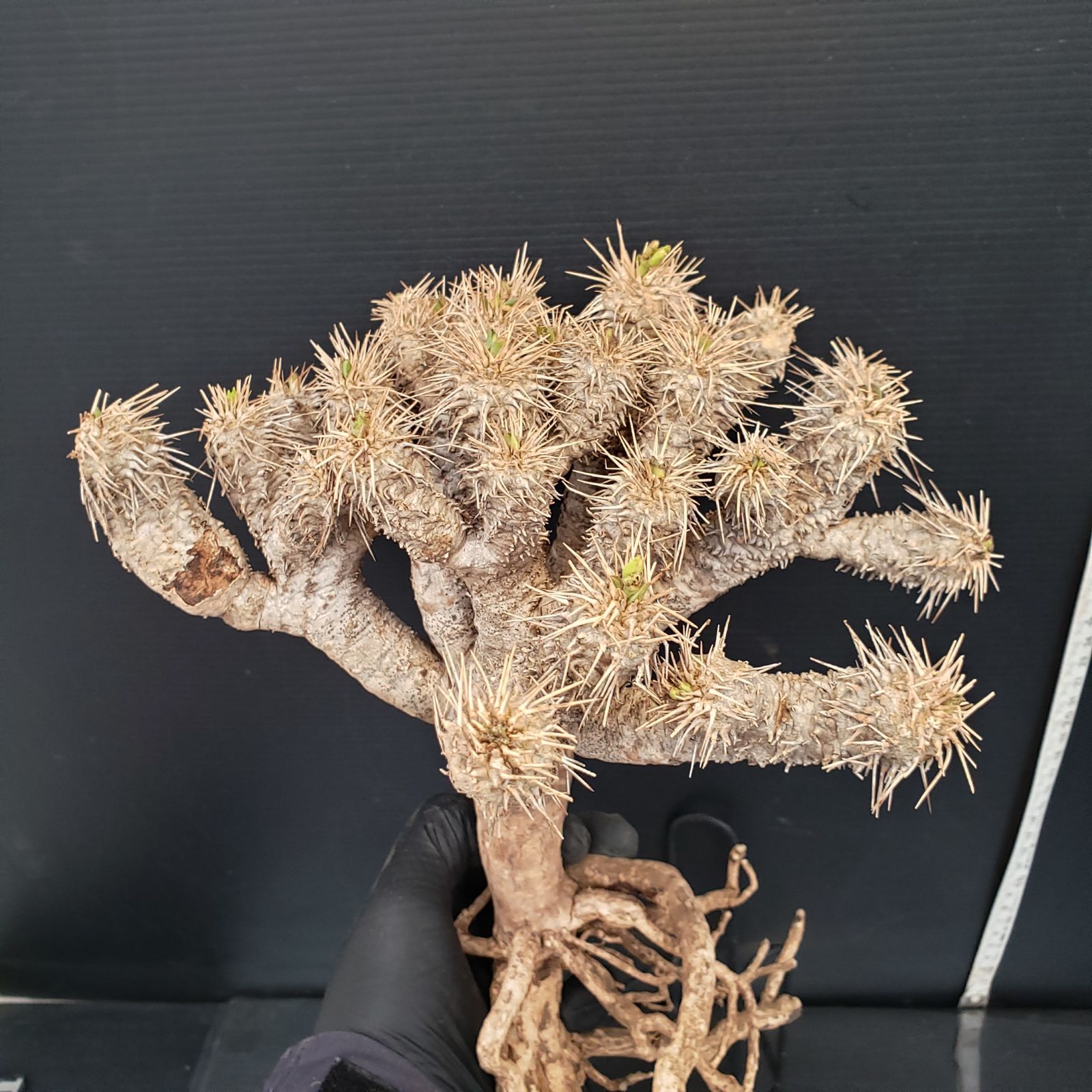 E171【最新到着】Euphorbia ギラウミニアナ（M)（現地球・抜き苗