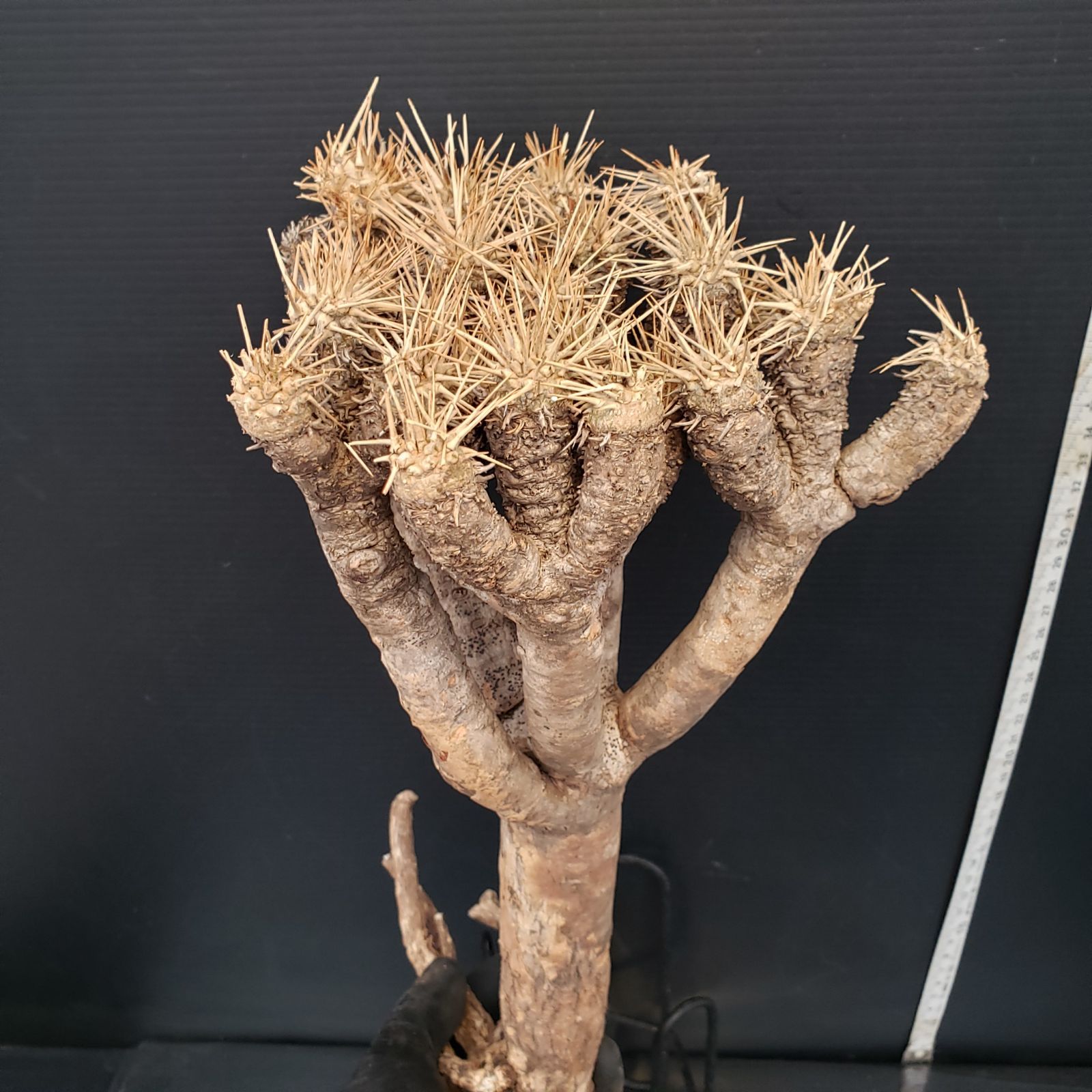 E177【最新到着】Euphorbia ギラウミニアナ（M)（現地球・抜き苗