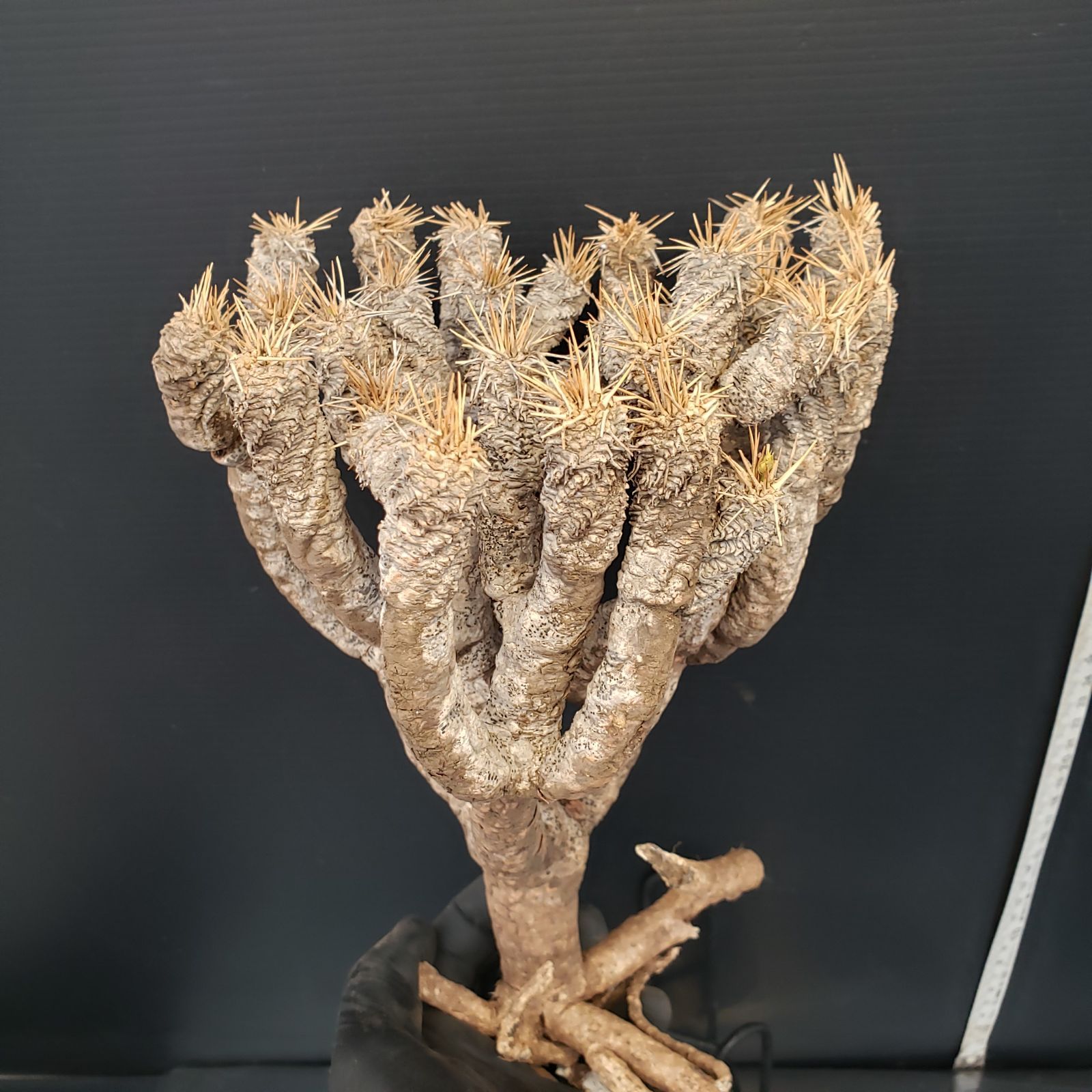 E178【最新到着】Euphorbia ギラウミニアナ（M)（現地球・抜き苗