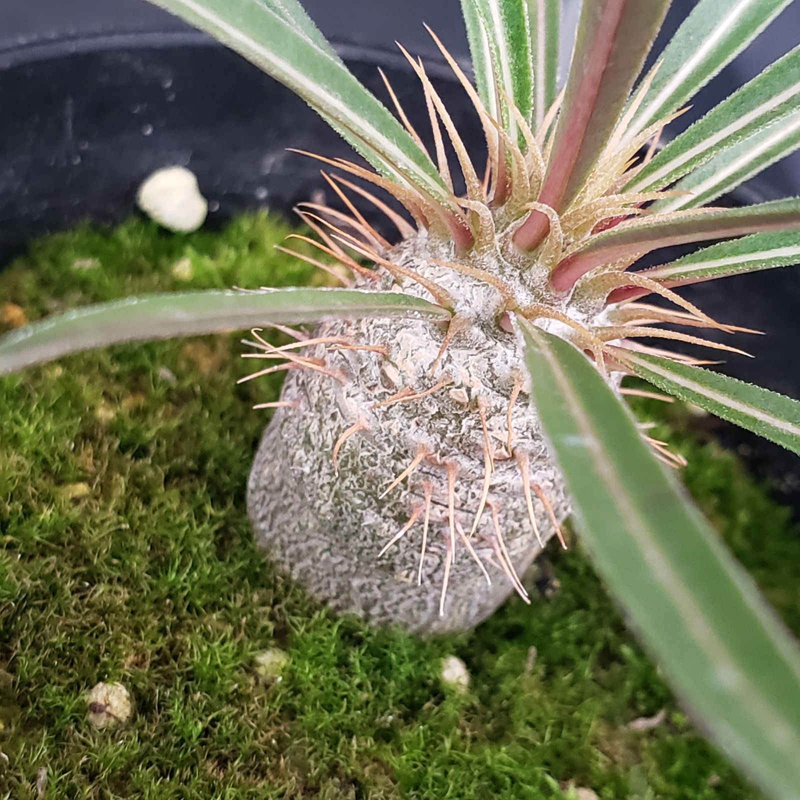 E186【自社養生株】パキポディウム グラキリス（実生・発根株・鉢植え