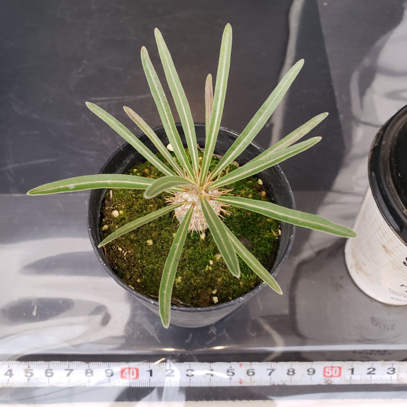 値下げ中　グラキリス　パキポディウム　塊根植物　コレクション株 E186【自社養生株】パキポディウム グラキリス（実生・発根株・鉢植え