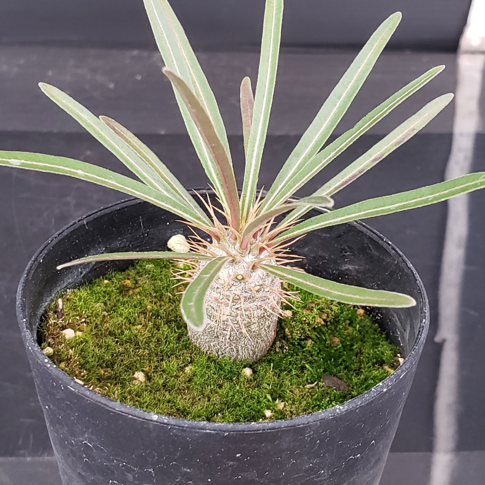 E186【自社養生株】パキポディウム グラキリス（実生・発根株・鉢植え