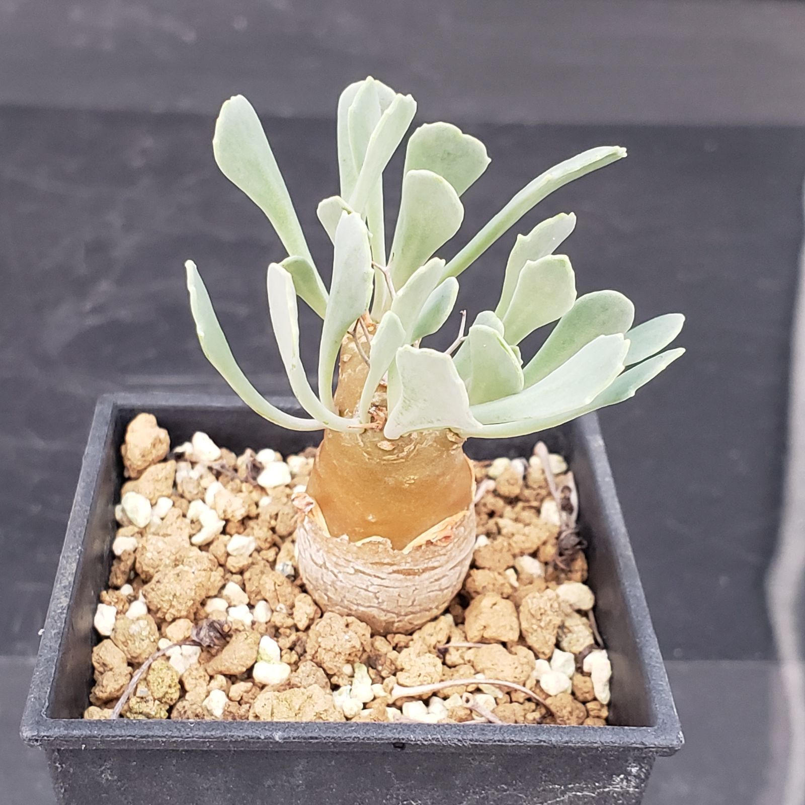 E187【自社養生株】オトンナ ユーフォルビオイデス（発根株・鉢植え