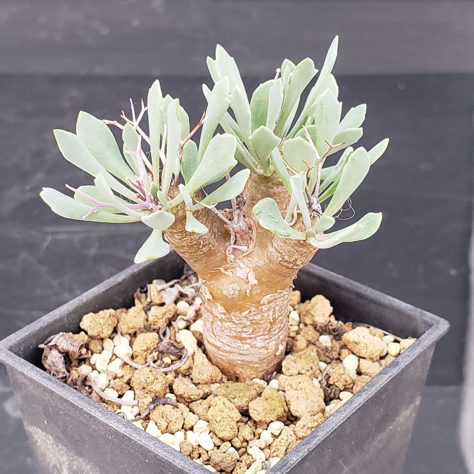 オトンナユーフォルビオイデス 現地球 発根済 2年管理株 現品鉢ごと発送 E190【自社養生株】オトンナ ユーフォルビオイデス（発根株・鉢植え