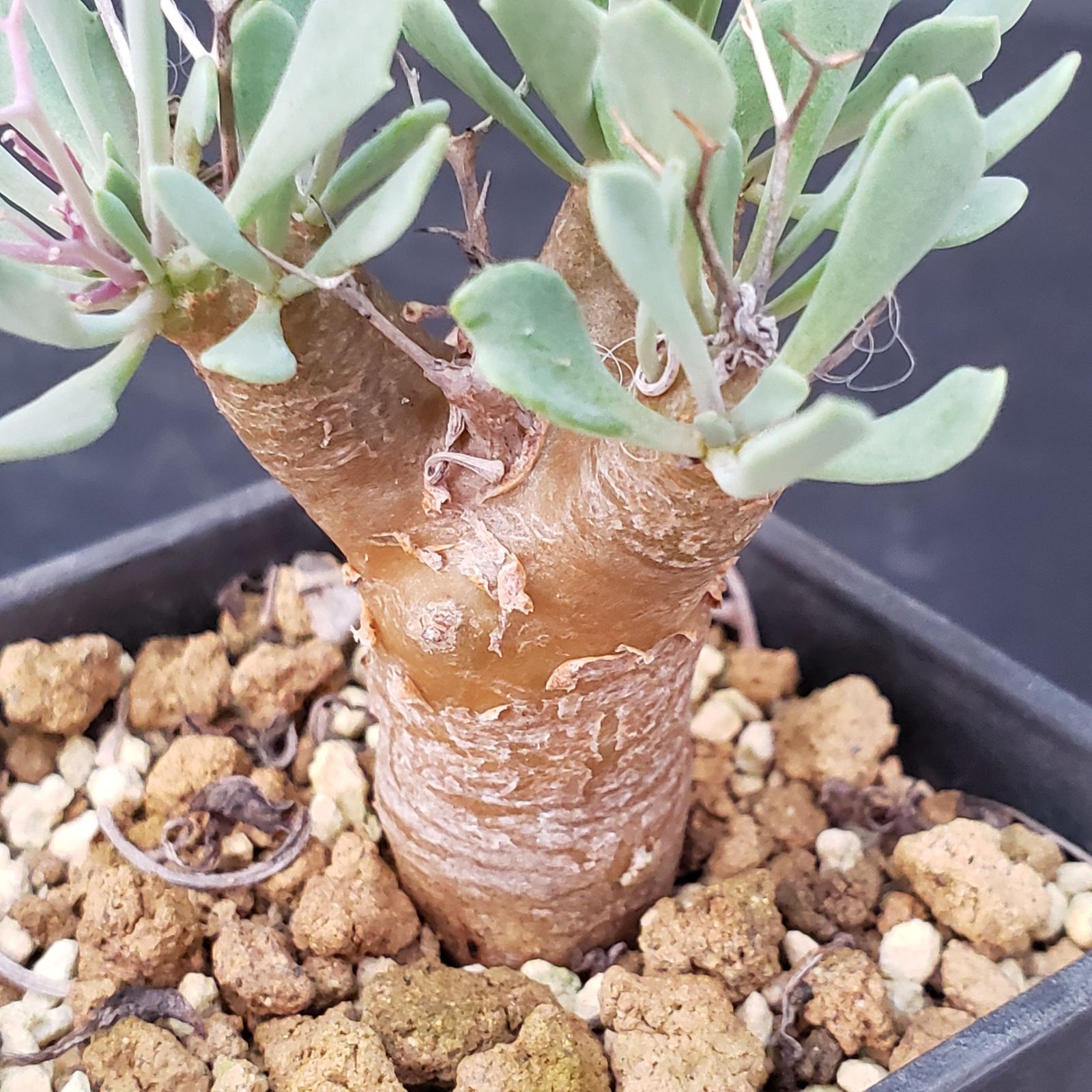 E190【自社養生株】オトンナ ユーフォルビオイデス（発根株・鉢植え