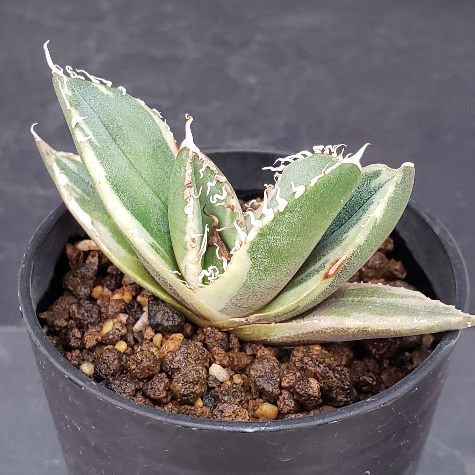 E195【自社養生株】アガベチタノタ 南アフリカダイヤモンド 斑入り（発