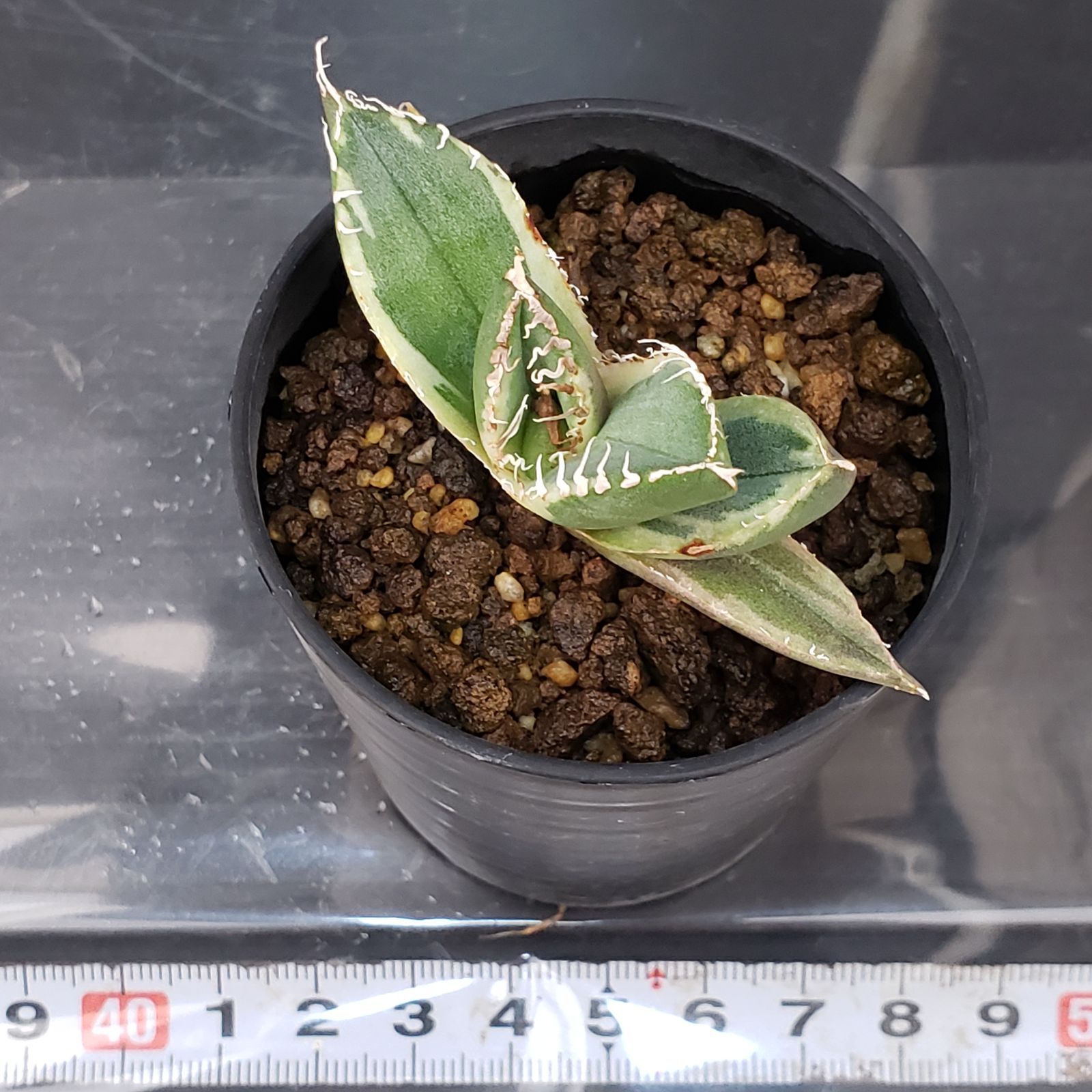 E195【自社養生株】アガベチタノタ 南アフリカダイヤモンド 斑入り（発