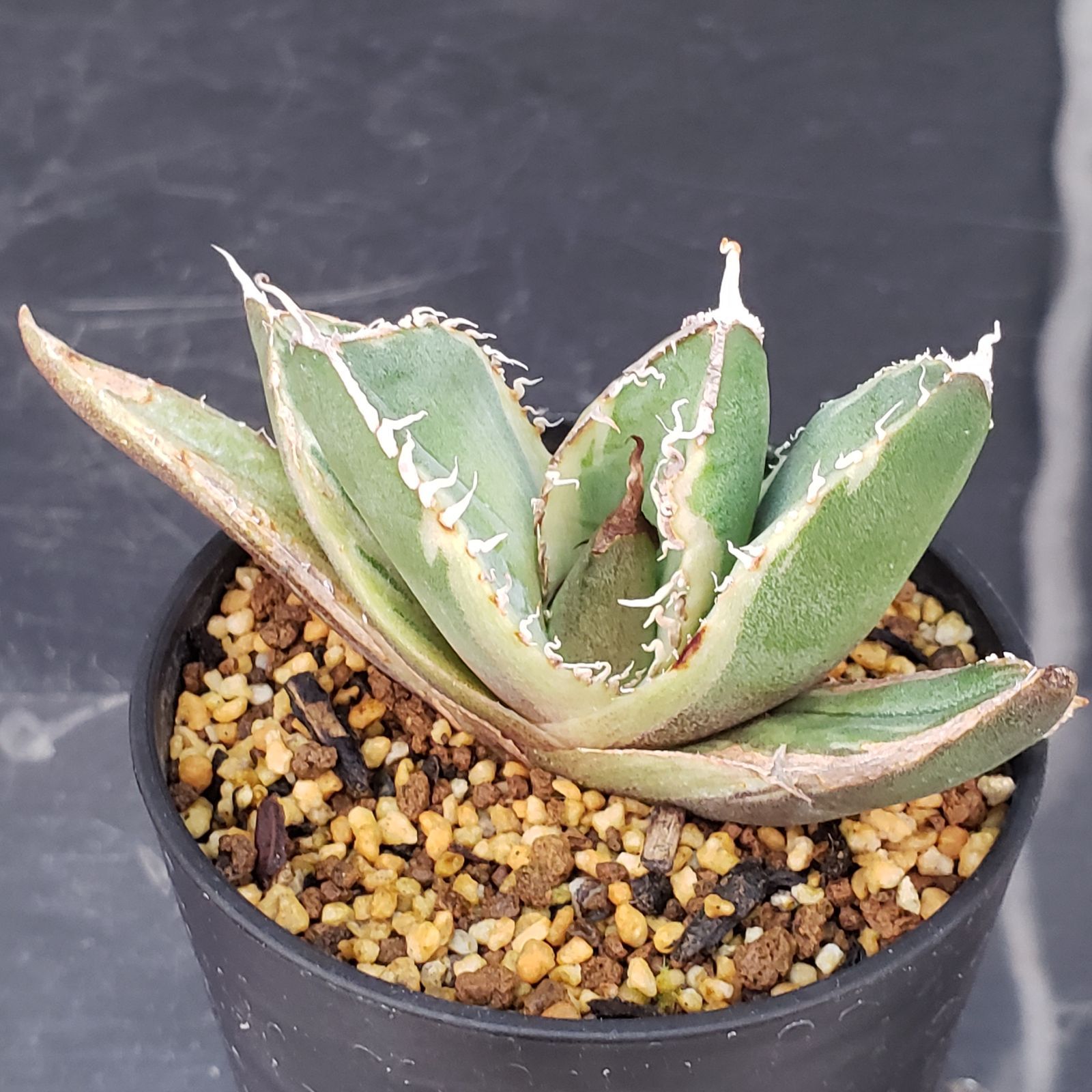 E197【自社養生株】アガベチタノタ 南アフリカダイヤモンド 斑入り（発