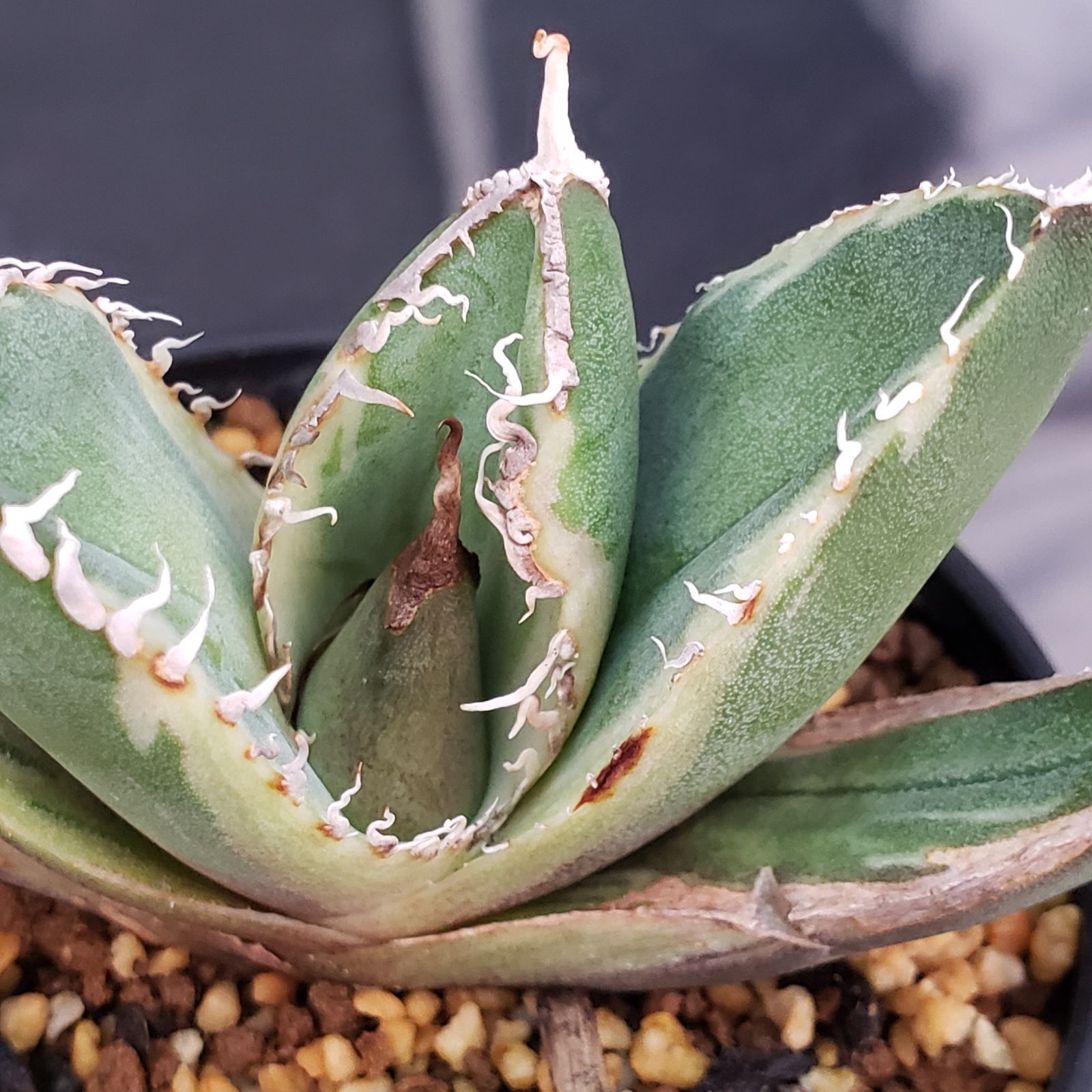 E197【自社養生株】アガベチタノタ 南アフリカダイヤモンド 斑入り（発