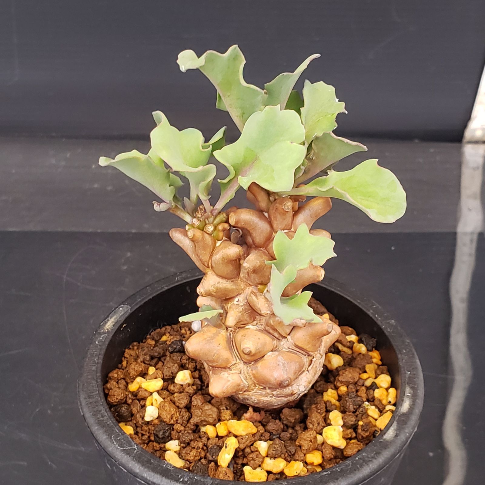 E216【自社養生株】オトンナ ヘレー（発根株・鉢植え）【塊根植物