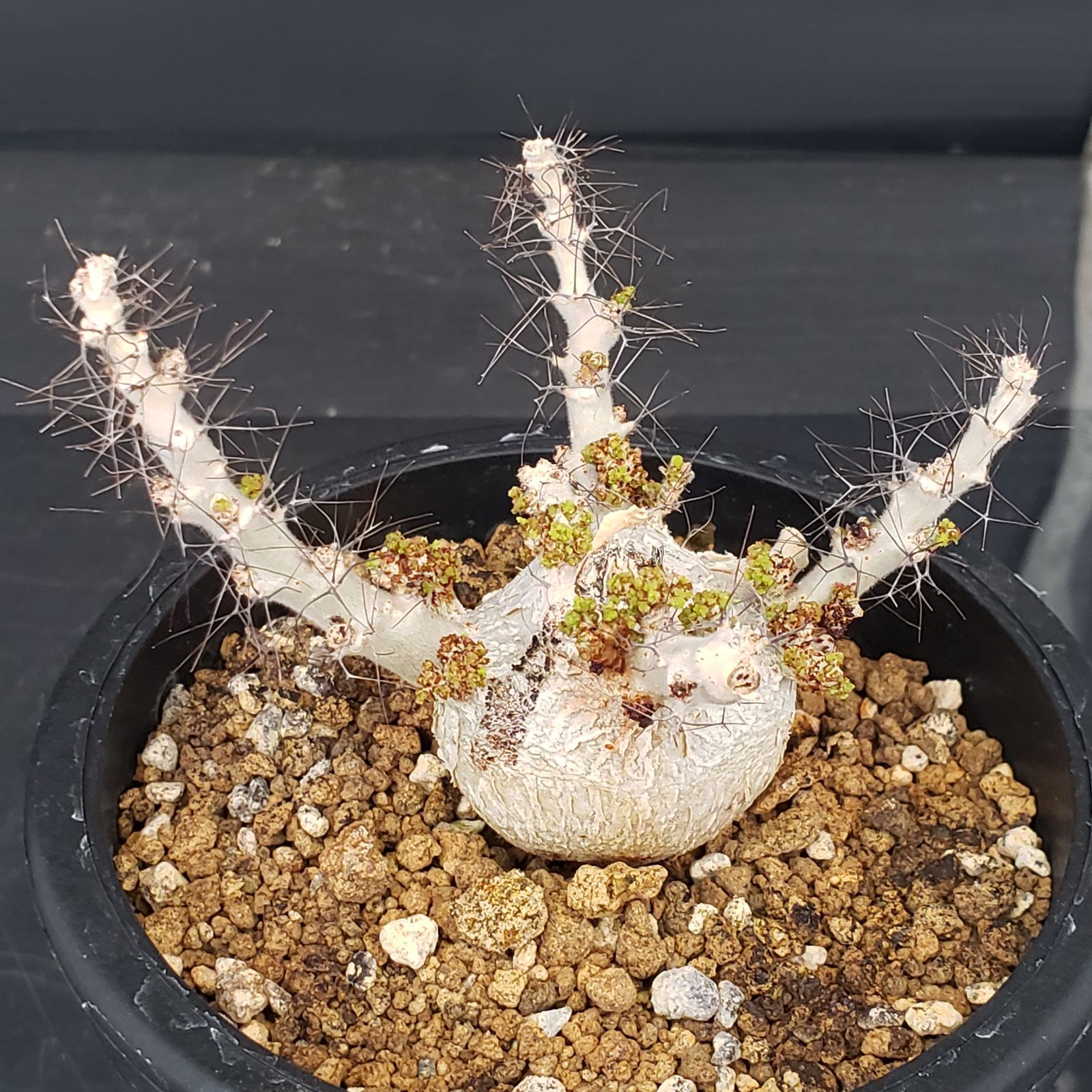 E218【自社養生株】ヤトロファ マルギナータ（発根株・鉢植え）【塊根