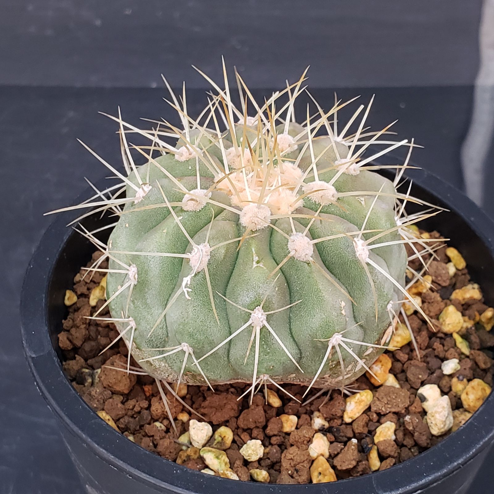 E221【自社養生株】コピアポア ハセルトニアナ（発根株・鉢植え