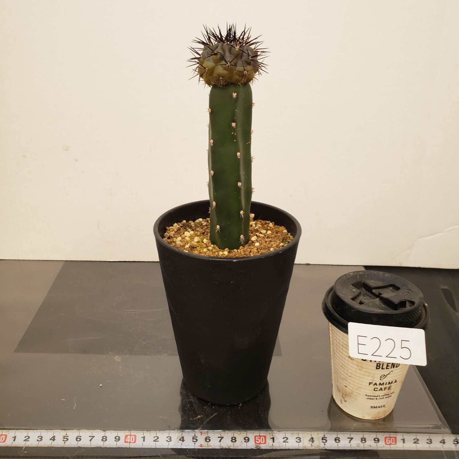 E225【自社養生株】コピアポア 黒王丸（接ぎ木・発根株・鉢植え