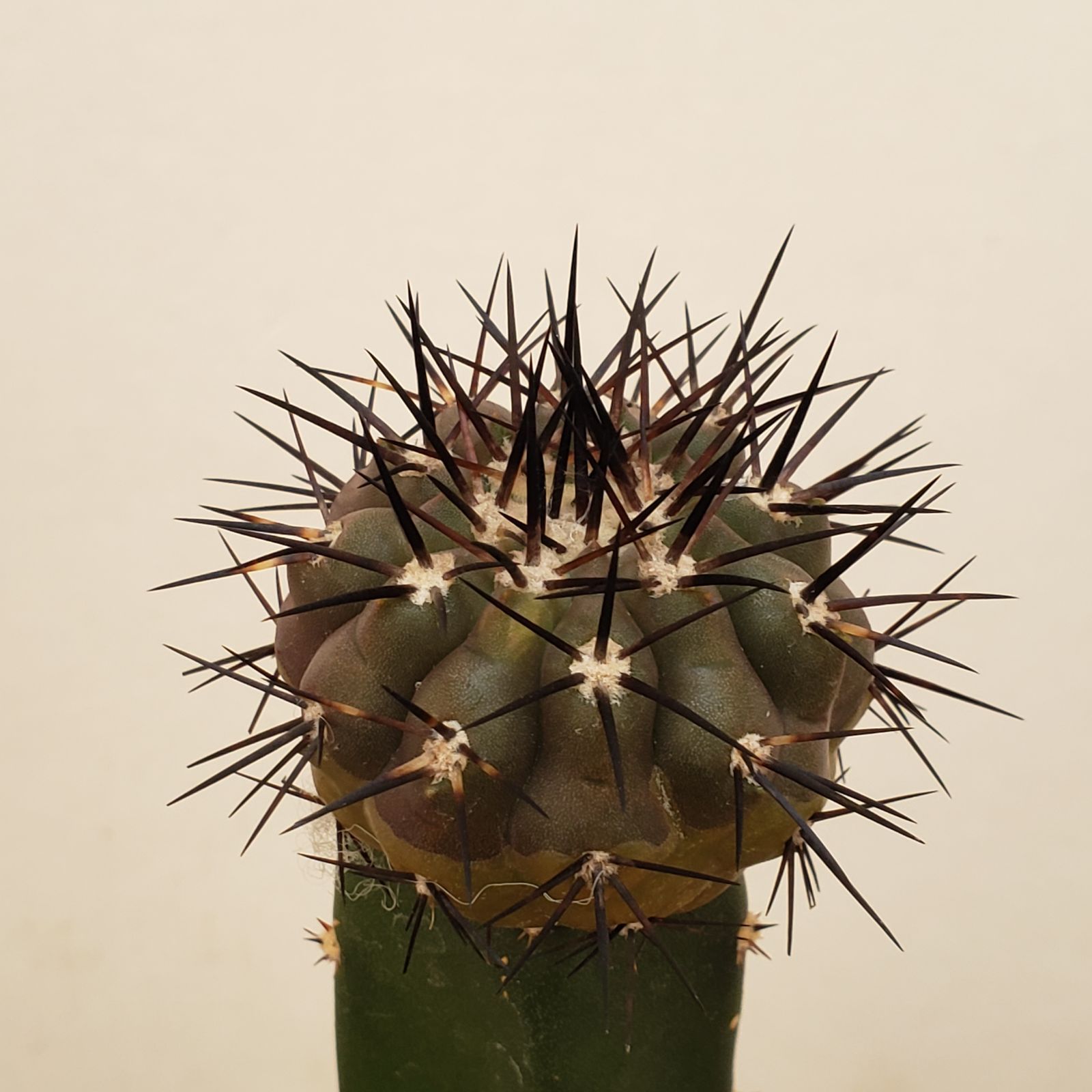 E225【自社養生株】コピアポア 黒王丸（接ぎ木・発根株・鉢植え