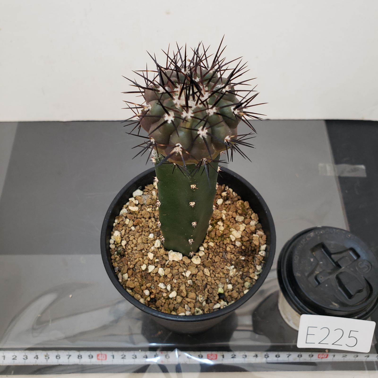 E225【自社養生株】コピアポア 黒王丸（接ぎ木・発根株・鉢植え