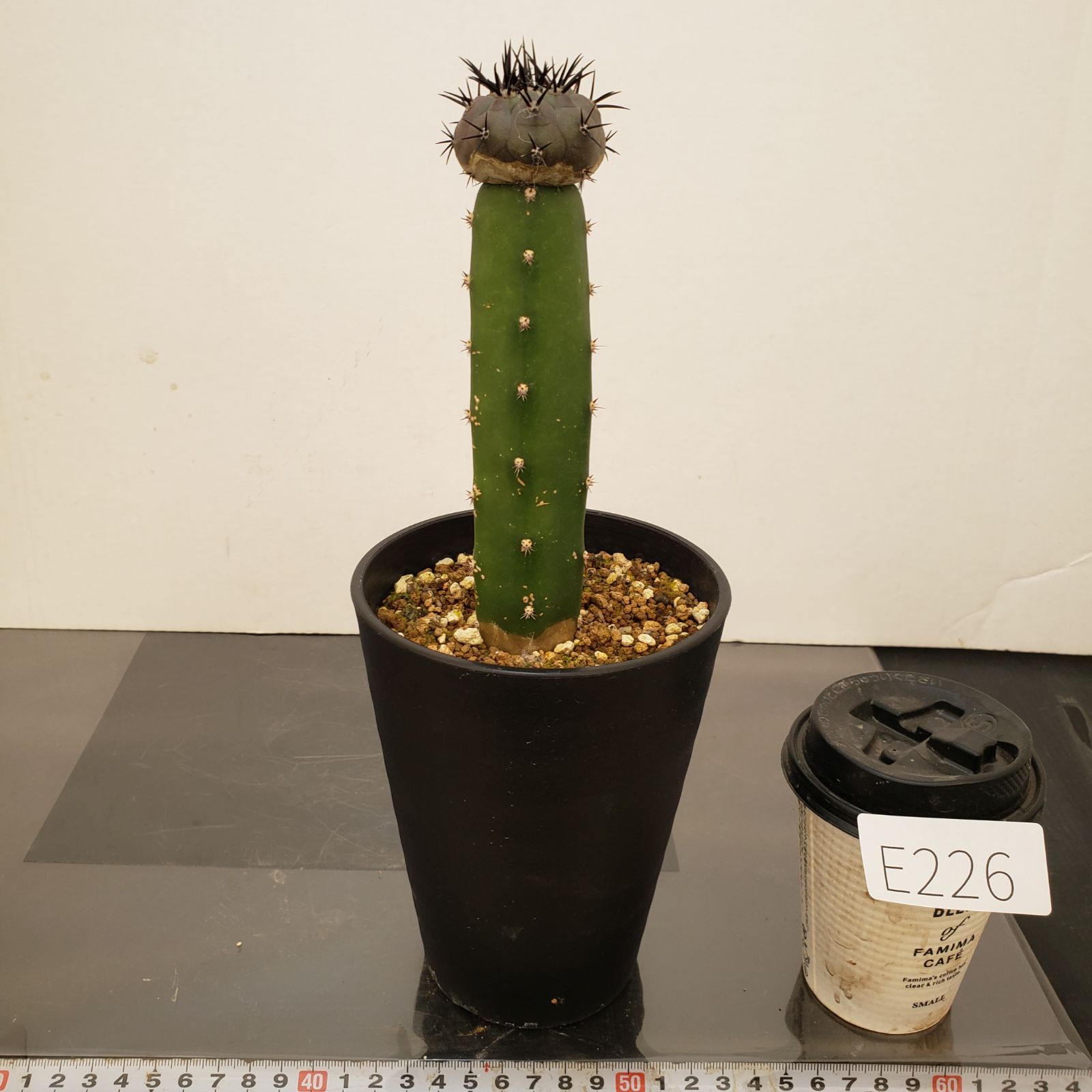 E226【自社養生株】コピアポア 黒王丸（接ぎ木・発根株・鉢植え