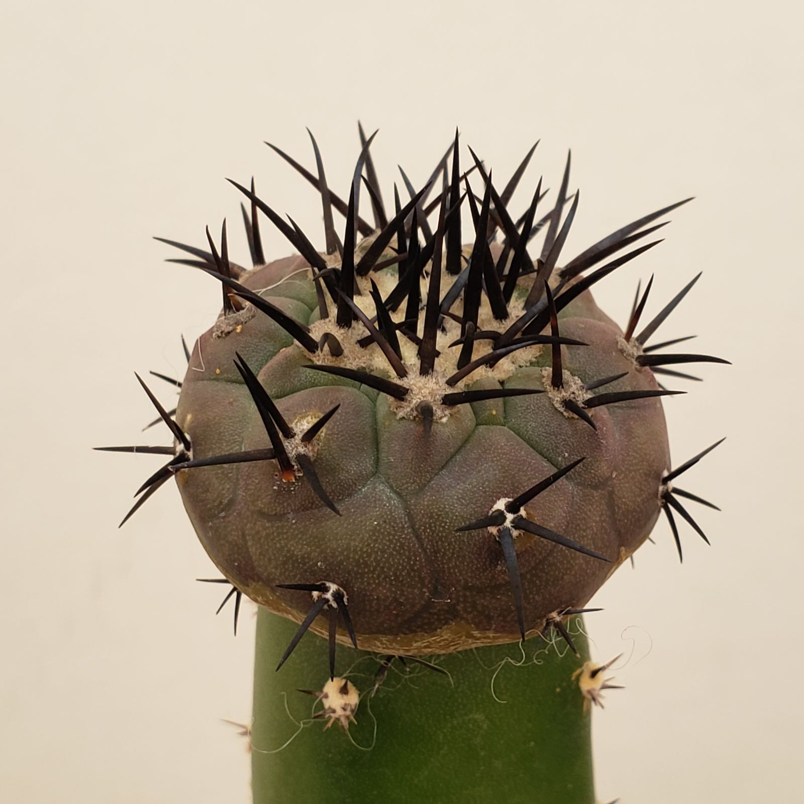 E226【自社養生株】コピアポア 黒王丸（接ぎ木・発根株・鉢植え