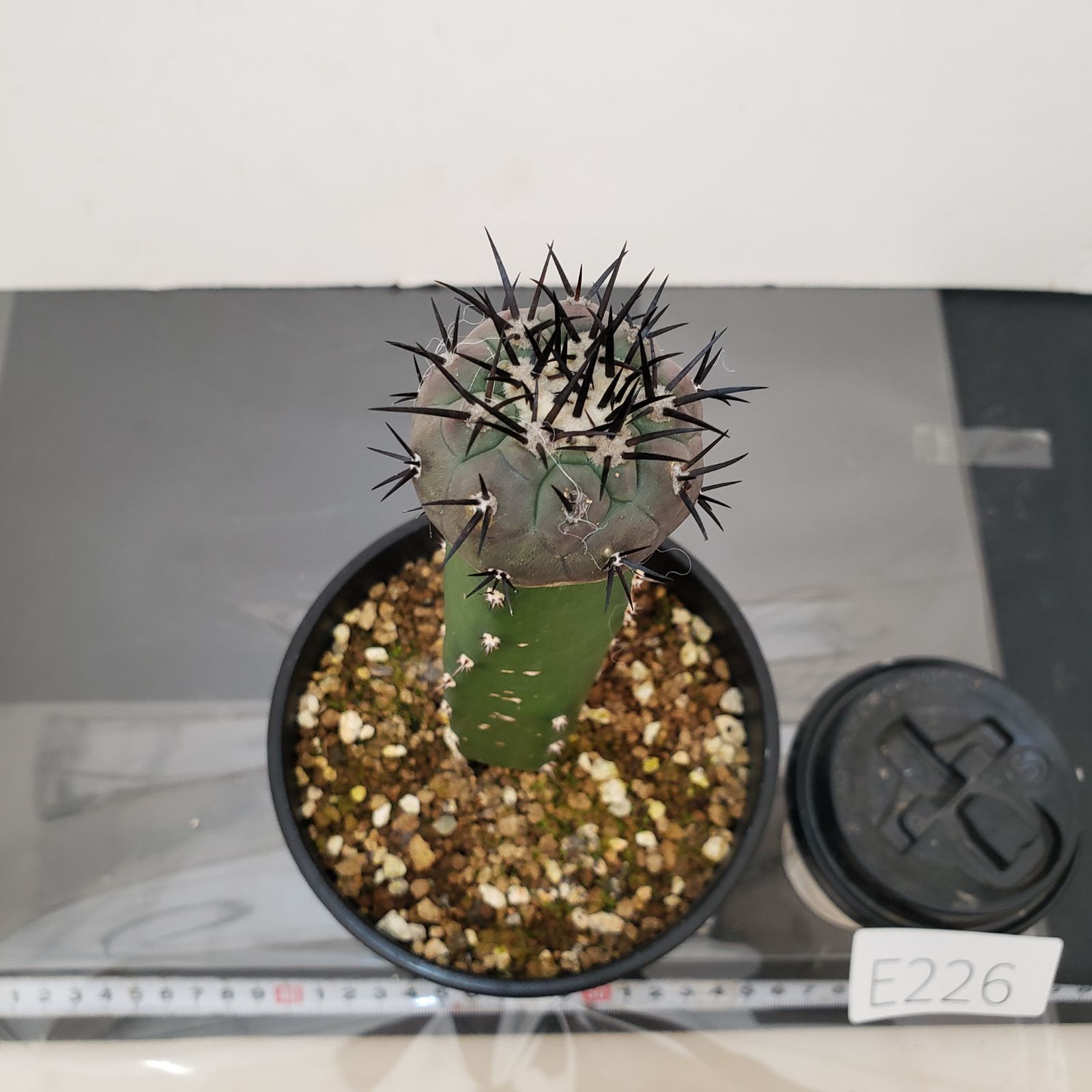 E226【自社養生株】コピアポア 黒王丸（接ぎ木・発根株・鉢植え