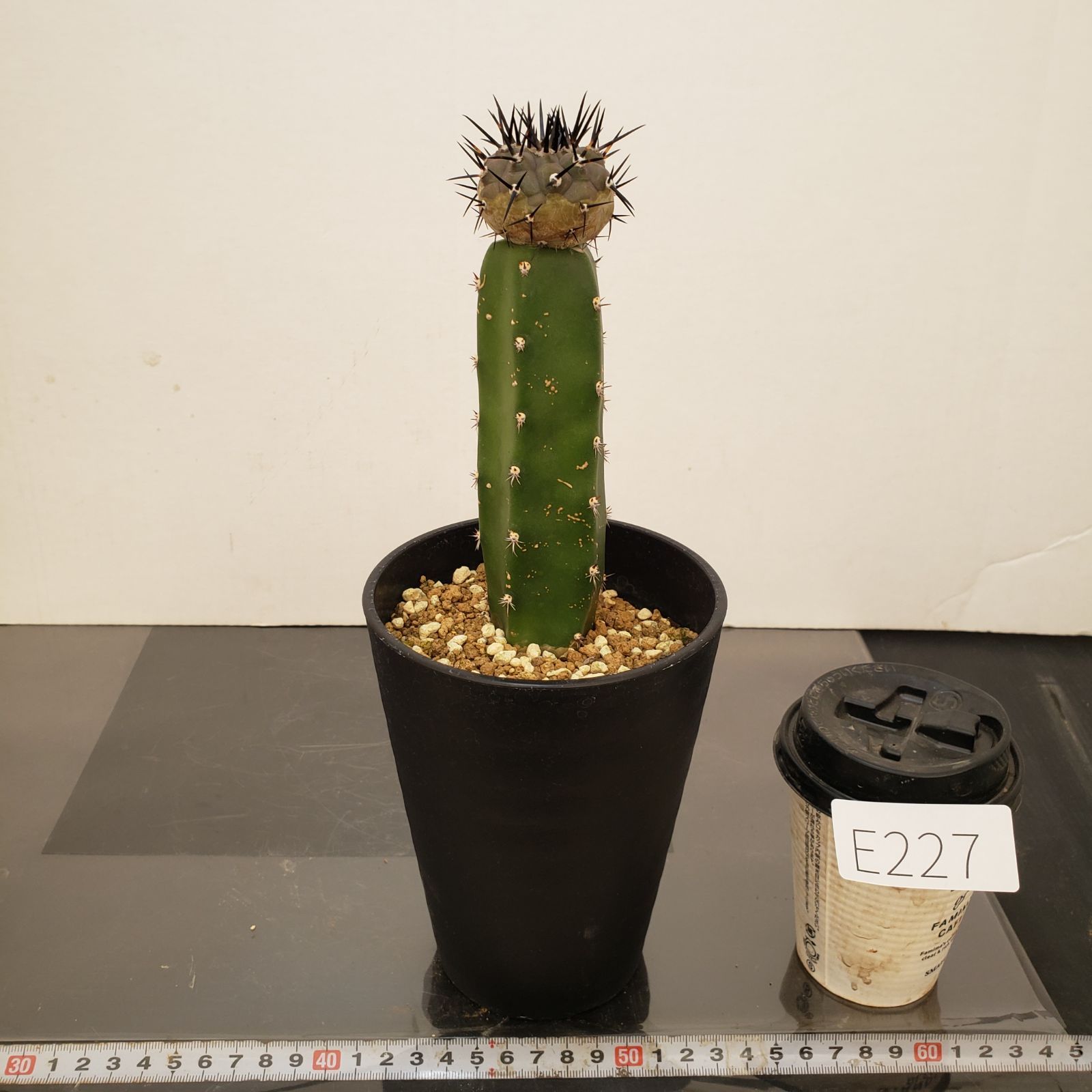 E227【自社養生株】コピアポア 黒王丸（接ぎ木・発根株・鉢植え