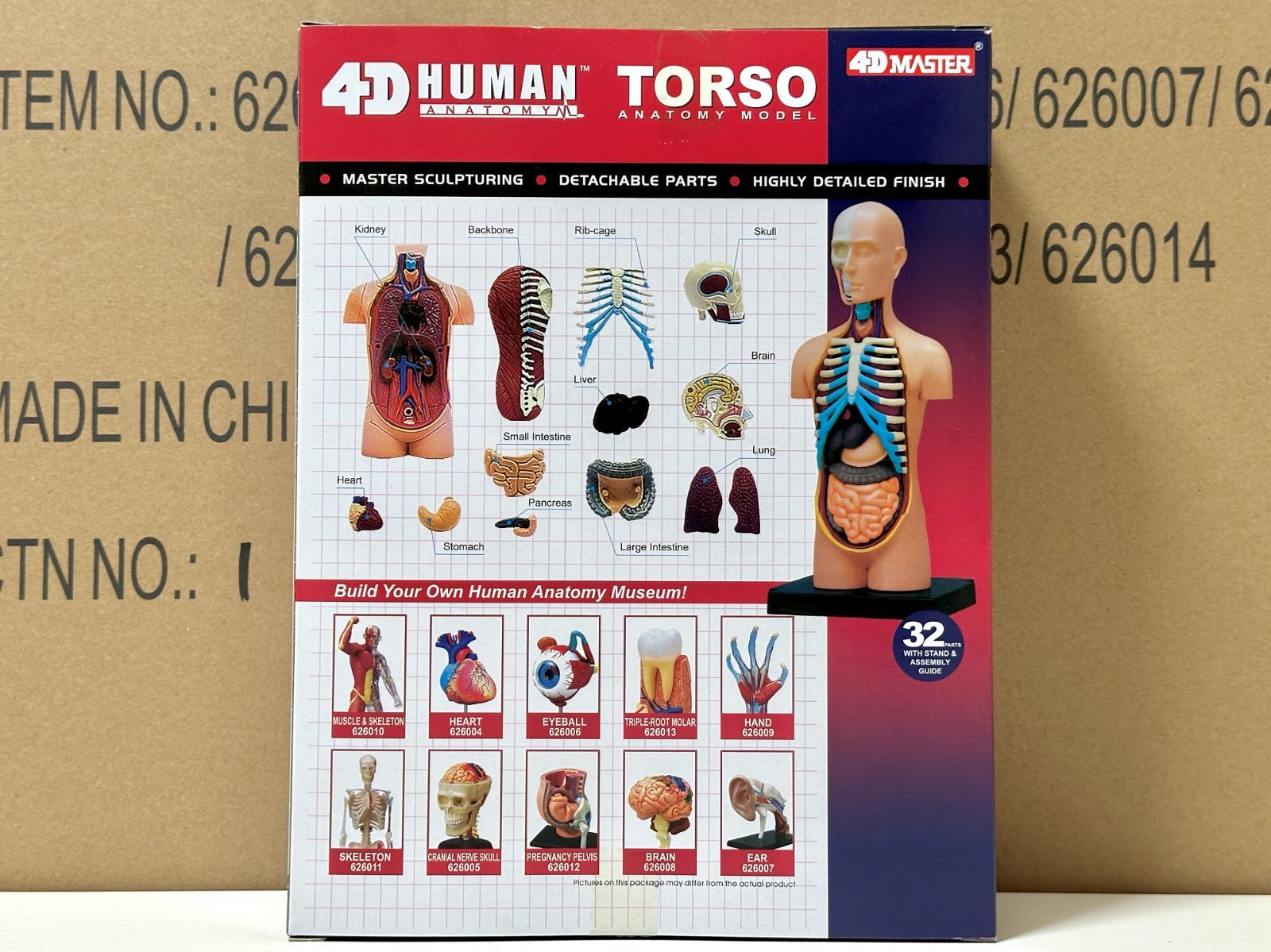 4D Human 626003 Torso Anatomy Model 4D人体解剖モデル 人体胴体 フェイムマスター Fame Master 4D master 知育玩具 STEM