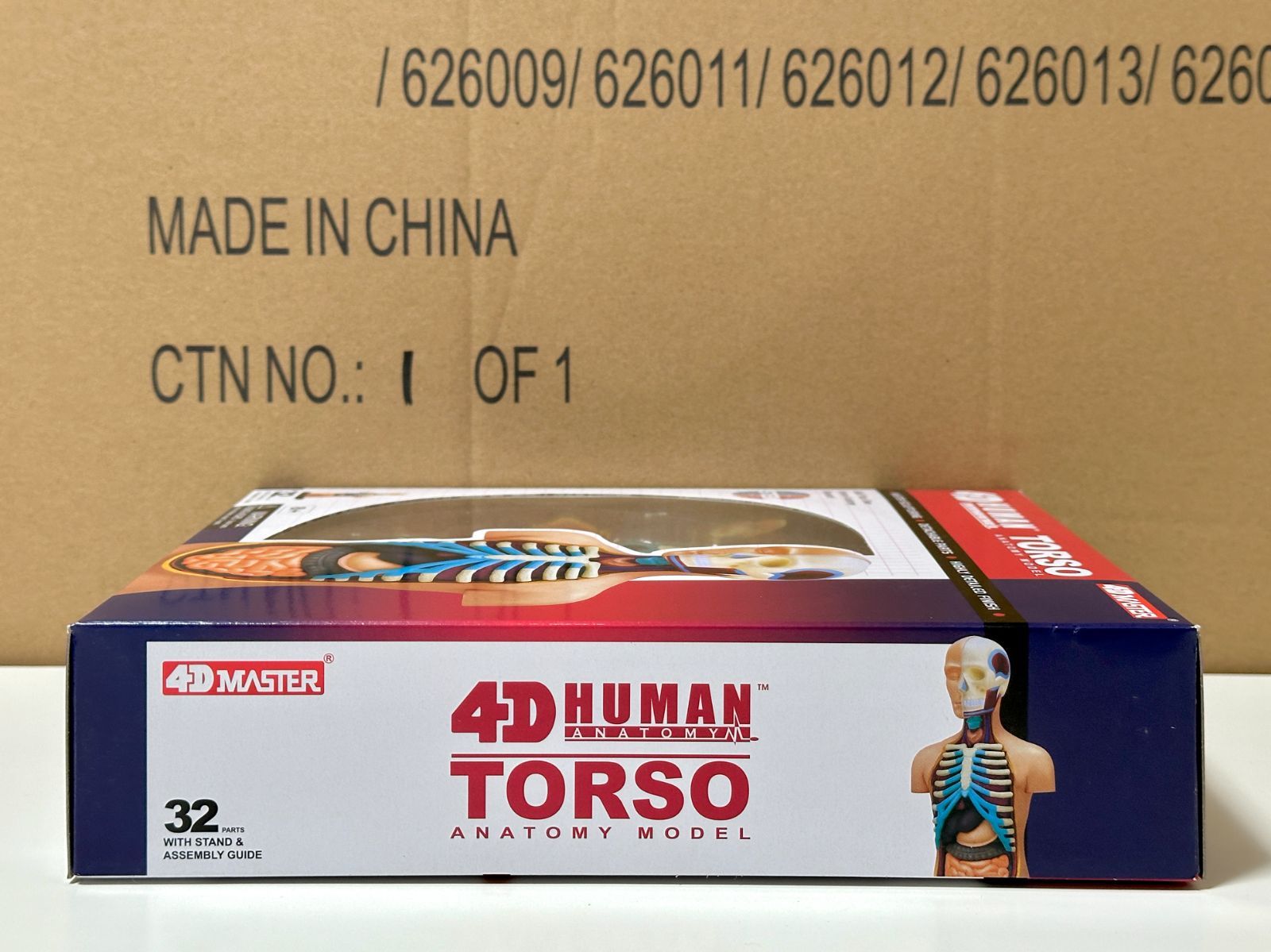 4D Human 626003 Torso Anatomy Model 4D人体解剖モデル 人体胴体 フェイムマスター Fame Master 4D master 知育玩具 STEM