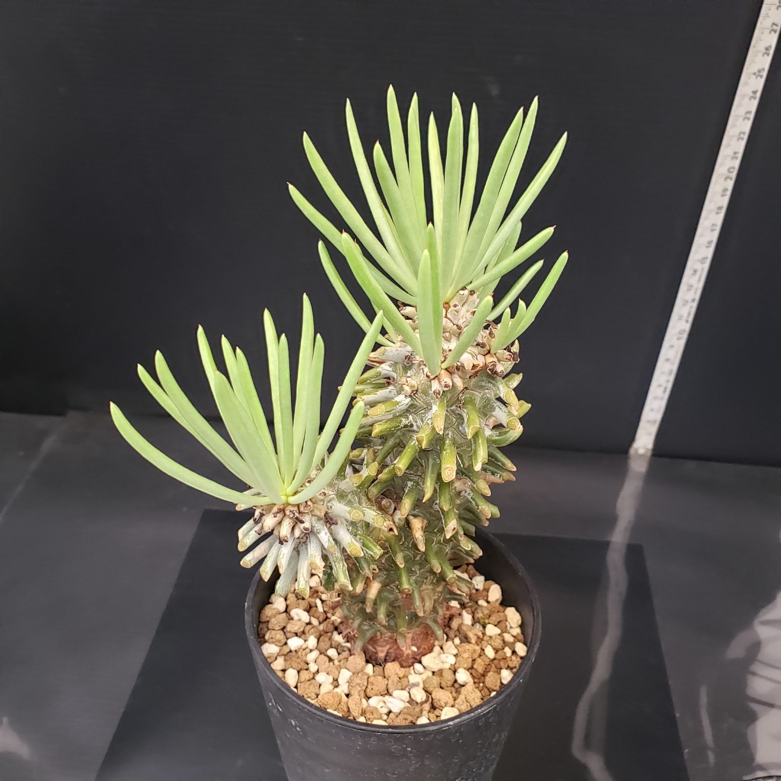 E230【自社養生株】チレコドン ワリチー（現地球・発根株・鉢植え