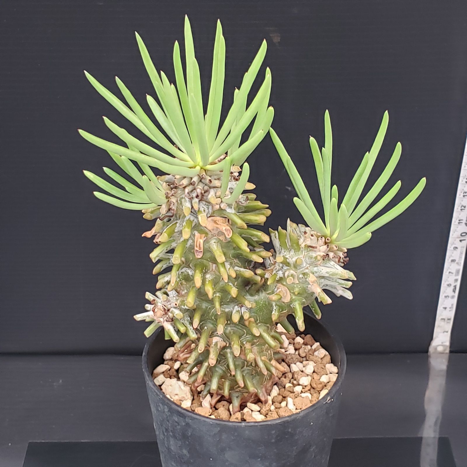 E230【自社養生株】チレコドン ワリチー（現地球・発根株・鉢植え