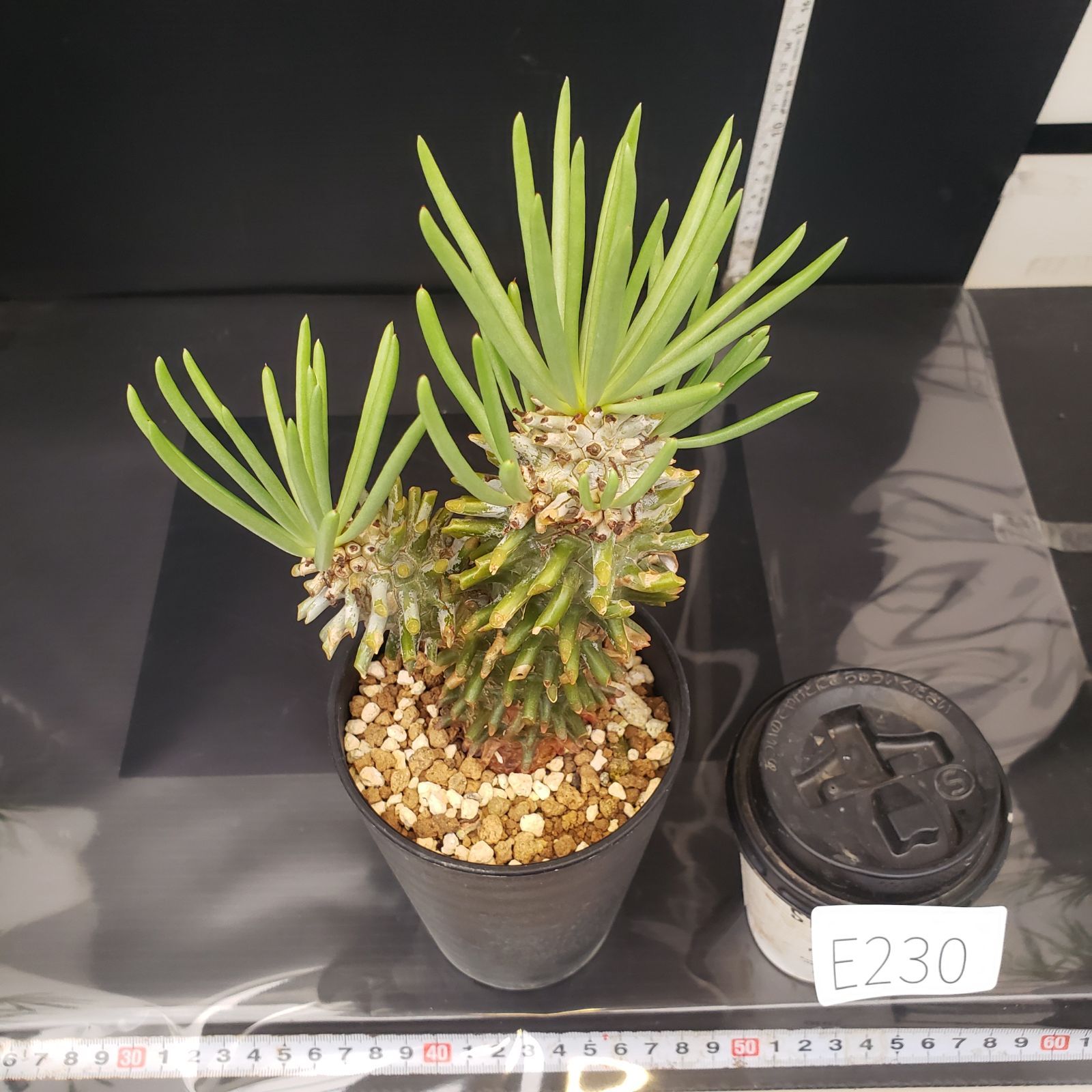 E230【自社養生株】チレコドン ワリチー（現地球・発根株・鉢植え