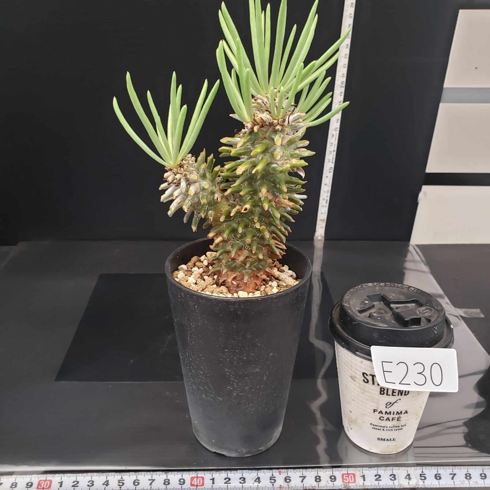 コレクション株 チレコドン ワリチー 超特大サイズ 発根定着済鉢ごと