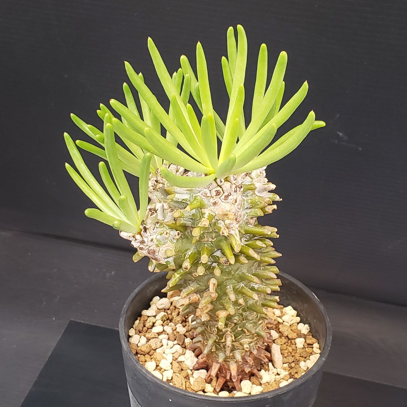 チレコドン ワリチー 発根済み 現在株コーデックス 多肉植物 塊根植物 ㅤ チレコドン・ワリチーの現地球 発根済みが入荷しました！ ㅤ 陶器鉢
