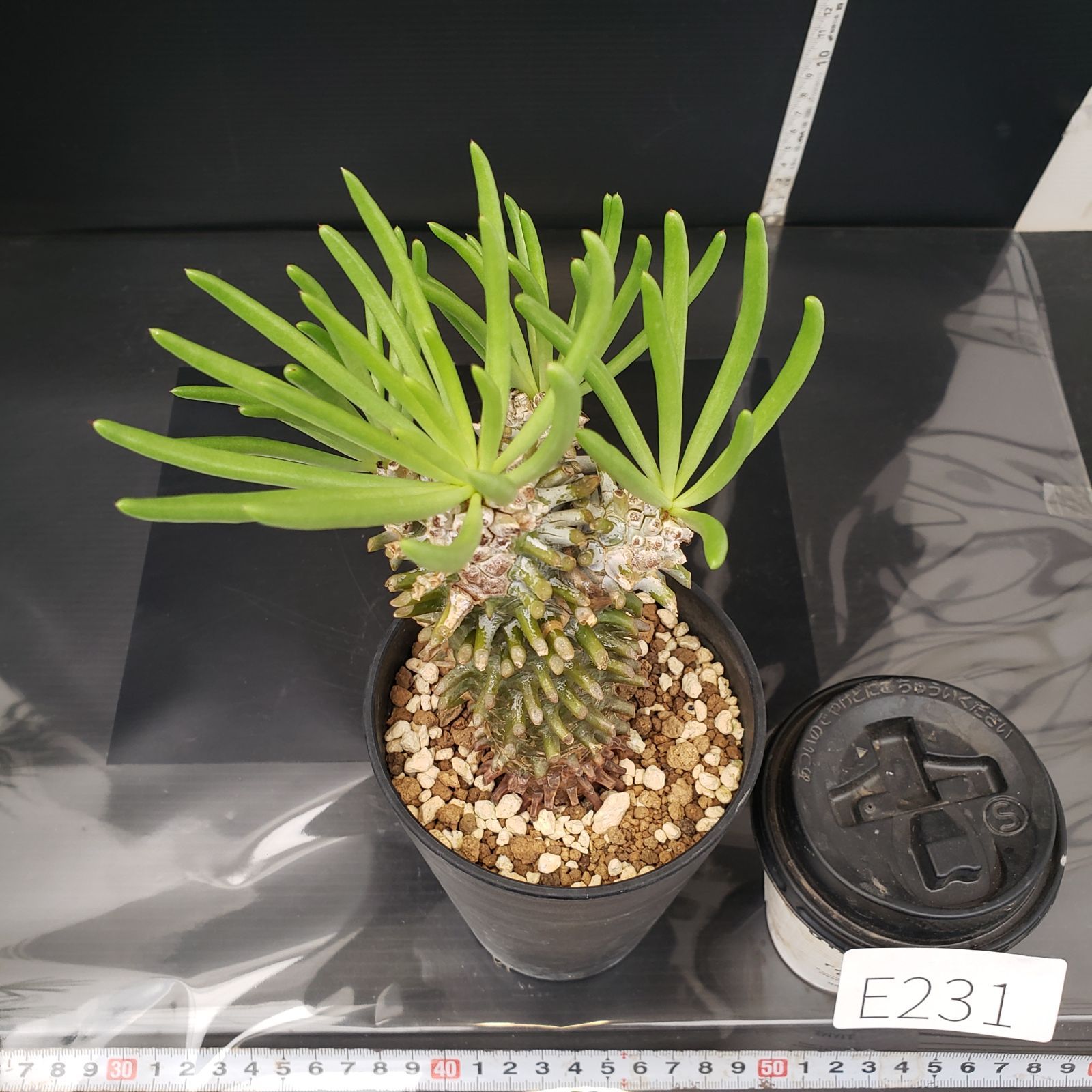 E231【自社養生株】チレコドン ワリチー（現地球・発根株・鉢植え