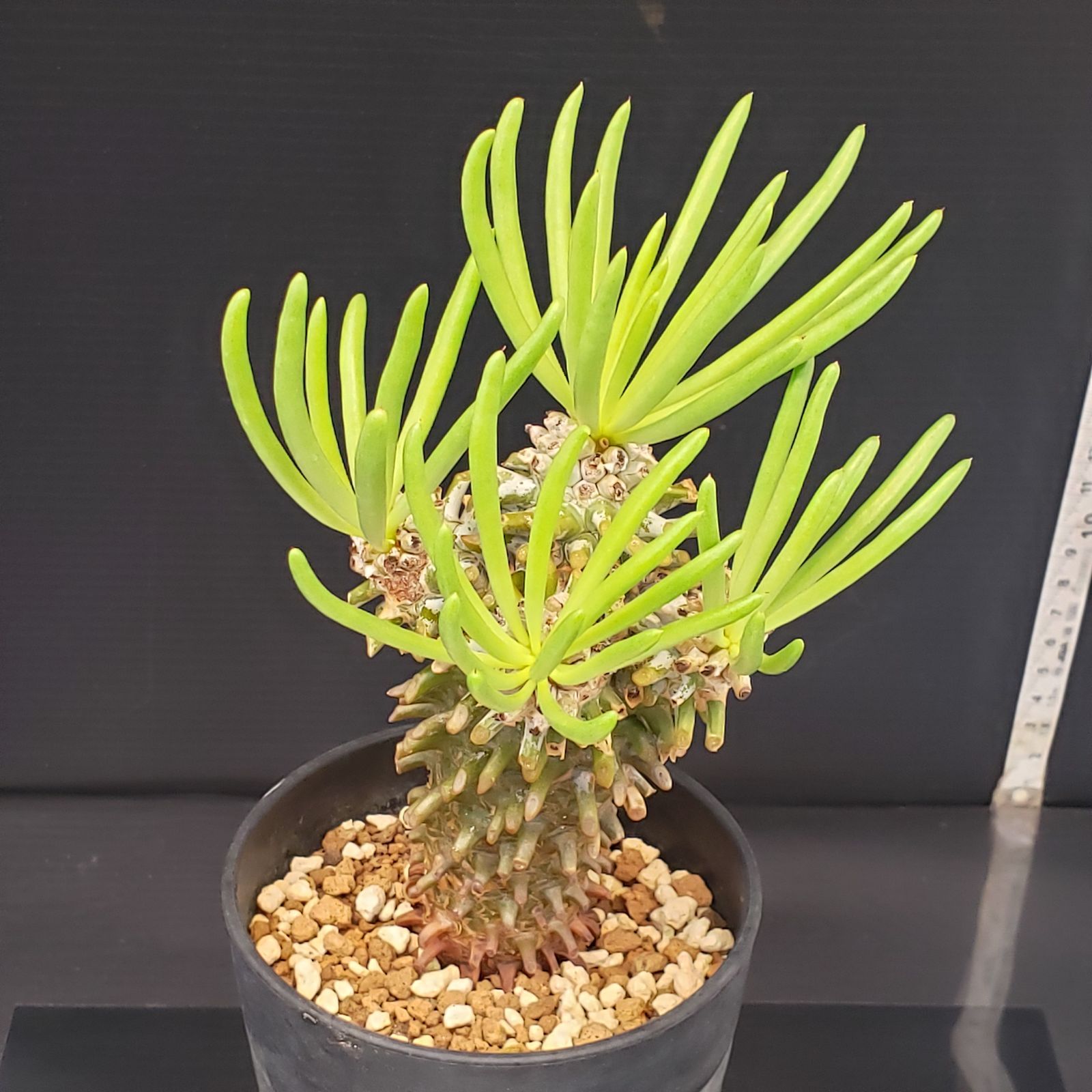 E231【自社養生株】チレコドン ワリチー（現地球・発根株・鉢植え