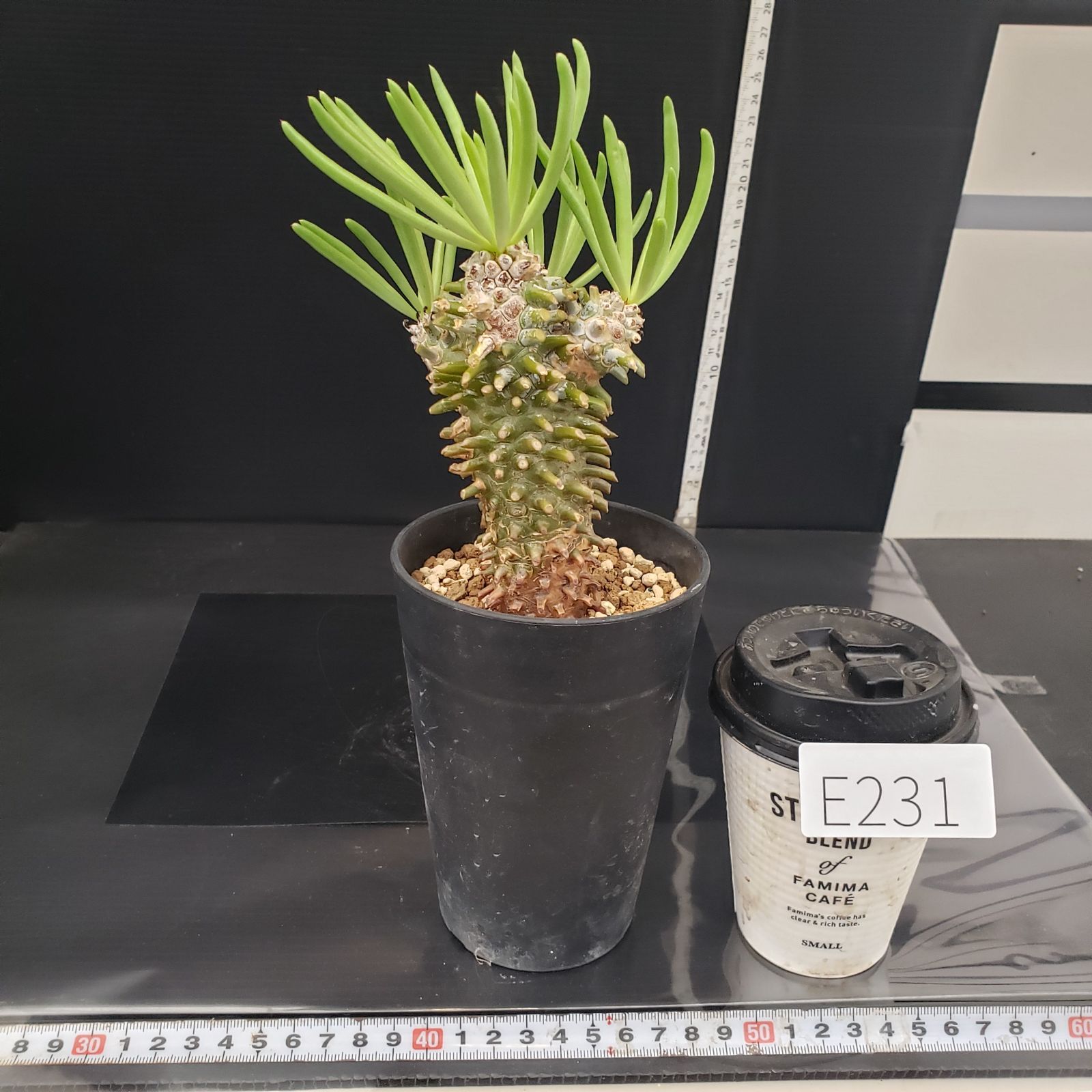 E231【自社養生株】チレコドン ワリチー（現地球・発根株・鉢植え