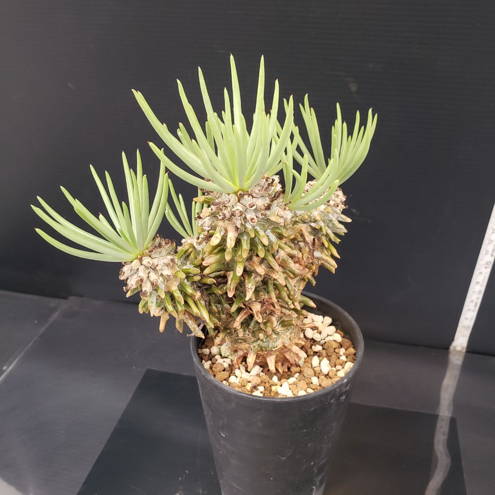 E233【自社養生株】チレコドン ワリチー（現地球・発根株・鉢植え