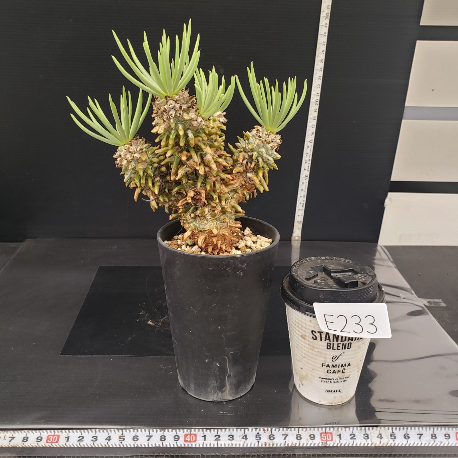 E233【自社養生株】チレコドン ワリチー（現地球・発根株・鉢植え