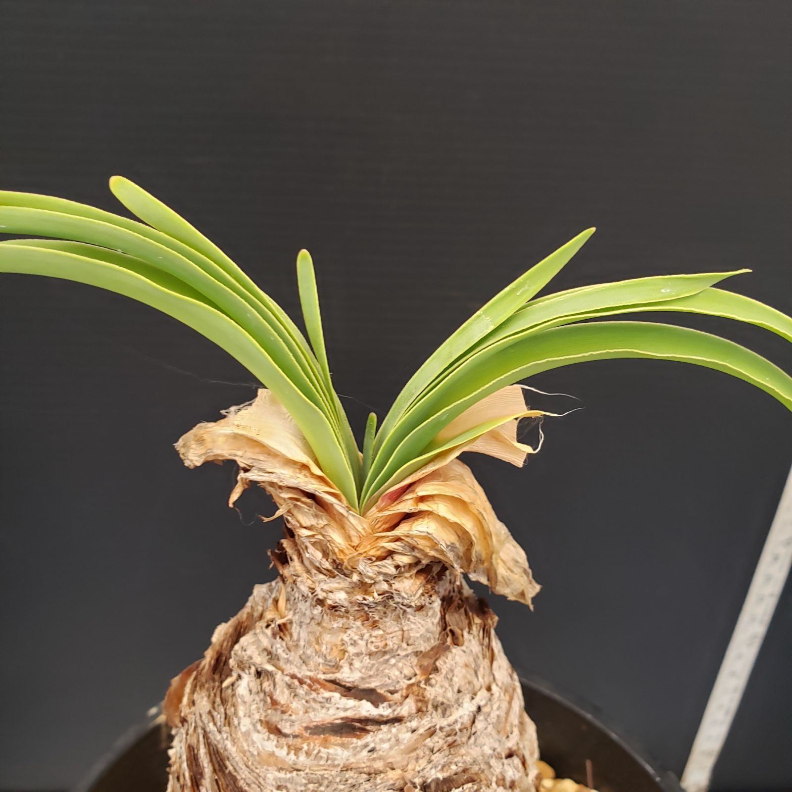 E234【自社養生株】ブーファン ディスティチャ（現地球・発根株