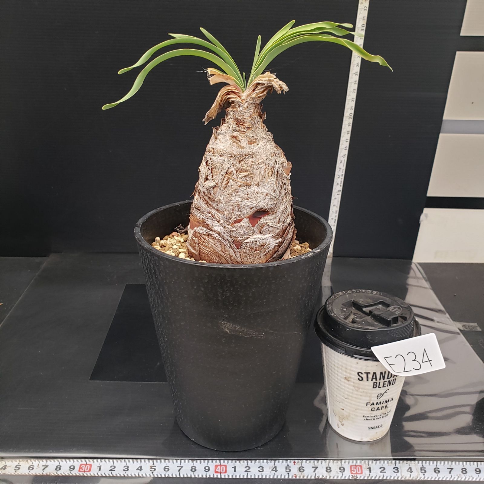 E234【自社養生株】ブーファン ディスティチャ（現地球・発根株