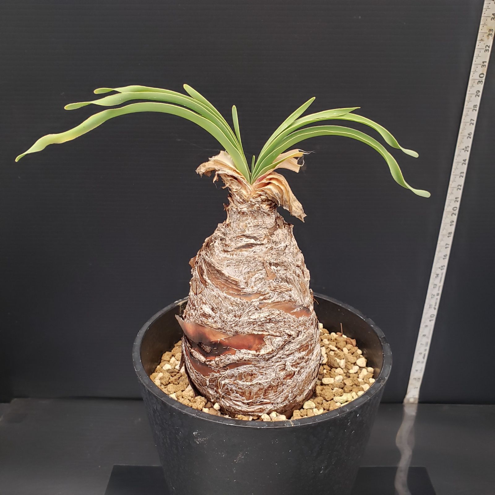 ブーファン　ディスティチャ　現地球　発根済 E234【自社養生株】ブーファン ディスティチャ（現地球・発根株