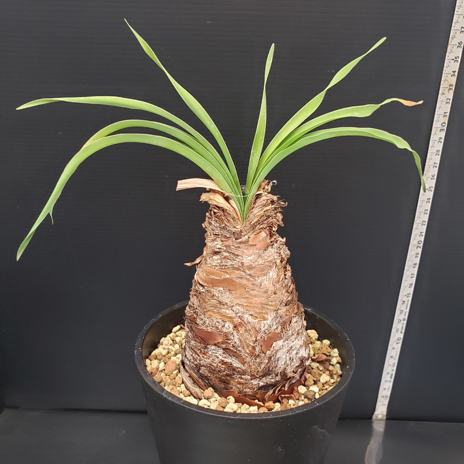 E236【自社養生株】ブーファン ディスティチャ（現地球・発根株