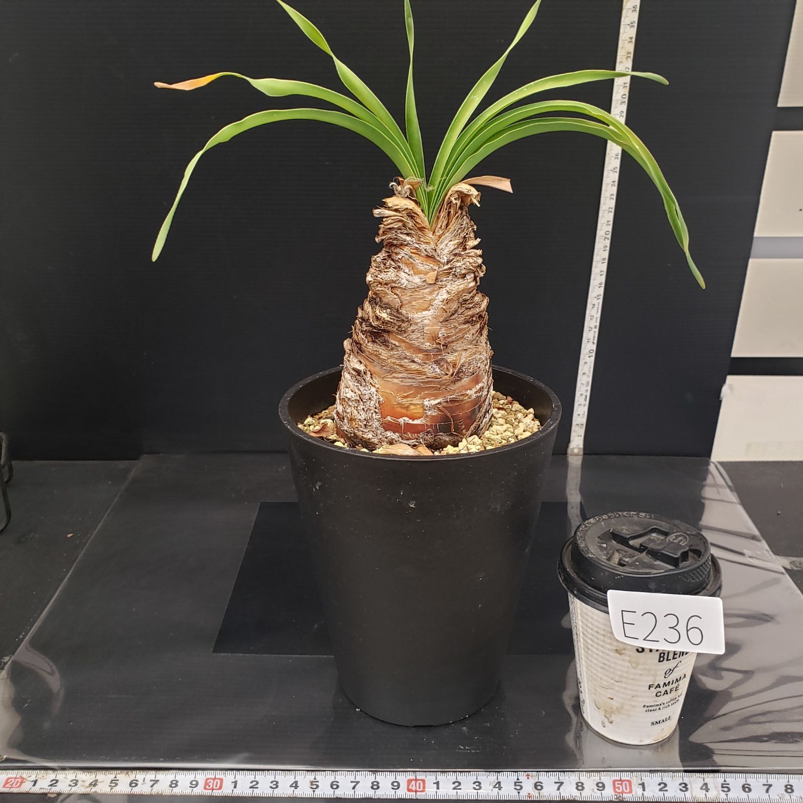 E236【自社養生株】ブーファン ディスティチャ（現地球・発根株