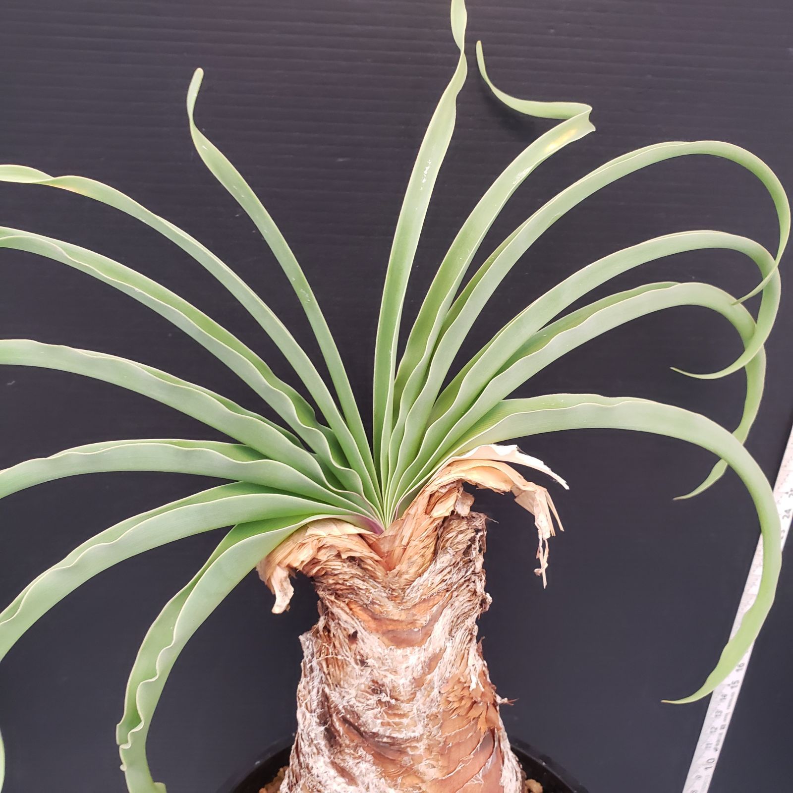 E237【自社養生株】ブーファン ディスティチャ（現地球・発根株