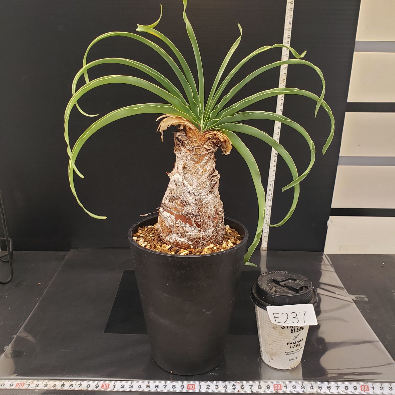 E237【自社養生株】ブーファン ディスティチャ（現地球・発根株