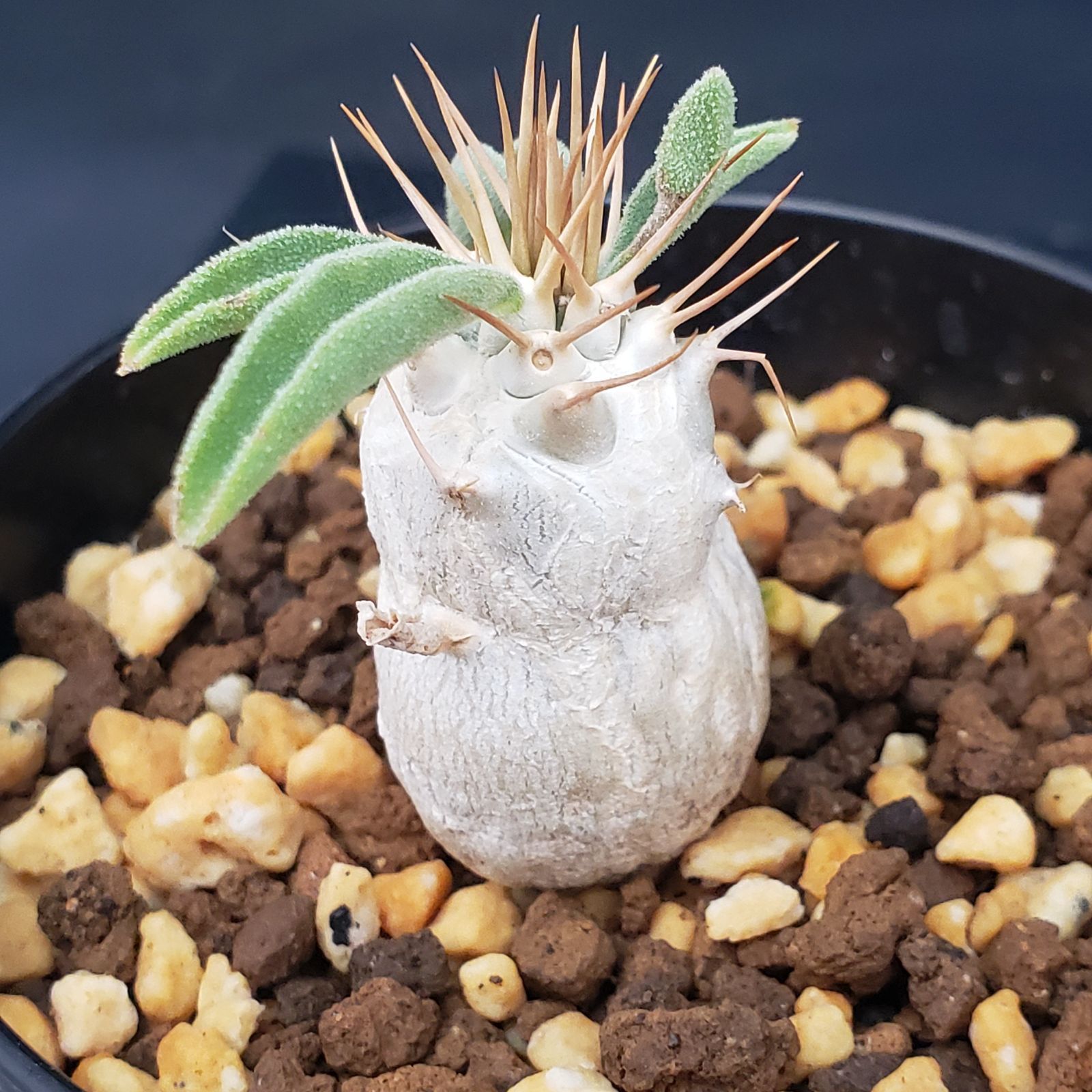 ナマクアナム　塊根植物　発根済 D435【自社養生株】パキポディウム ナマクアナム 光堂（接ぎ木・発根株