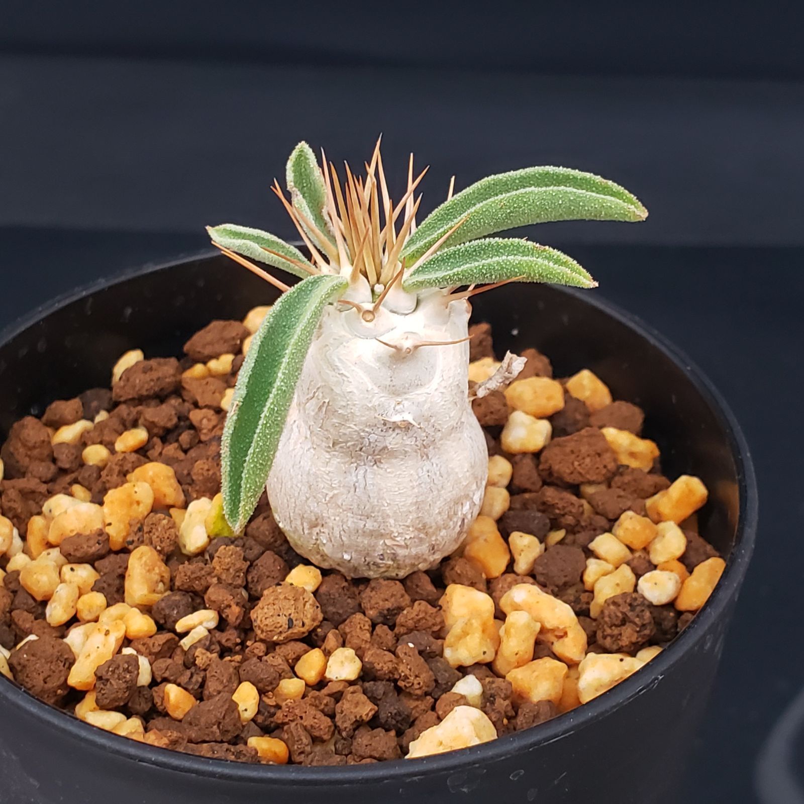 E240【自社養生株】パキポディウム ナマクアナム 光堂（実生・発根株