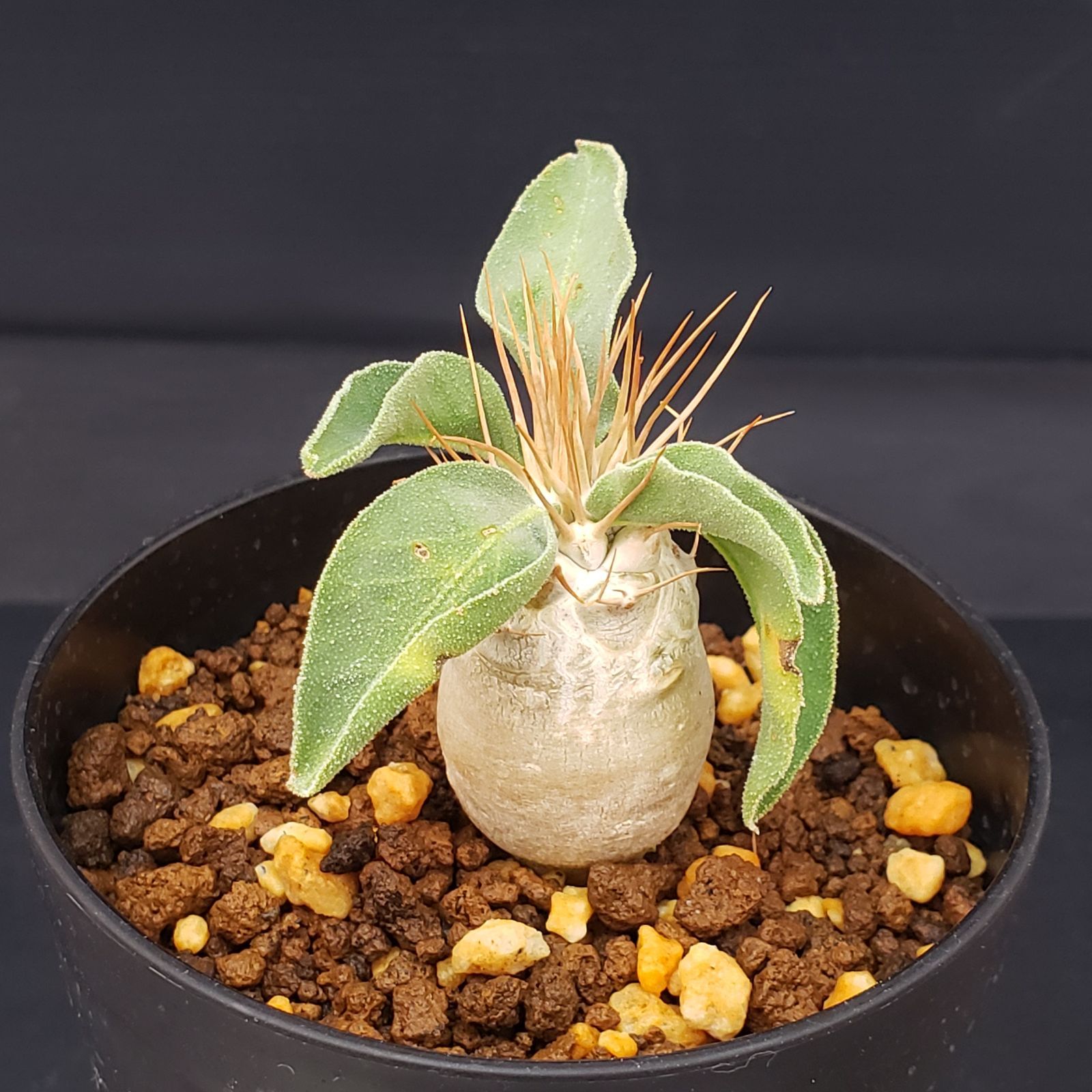 E241【自社養生株】パキポディウム ナマクアナム 光堂（実生・発根株