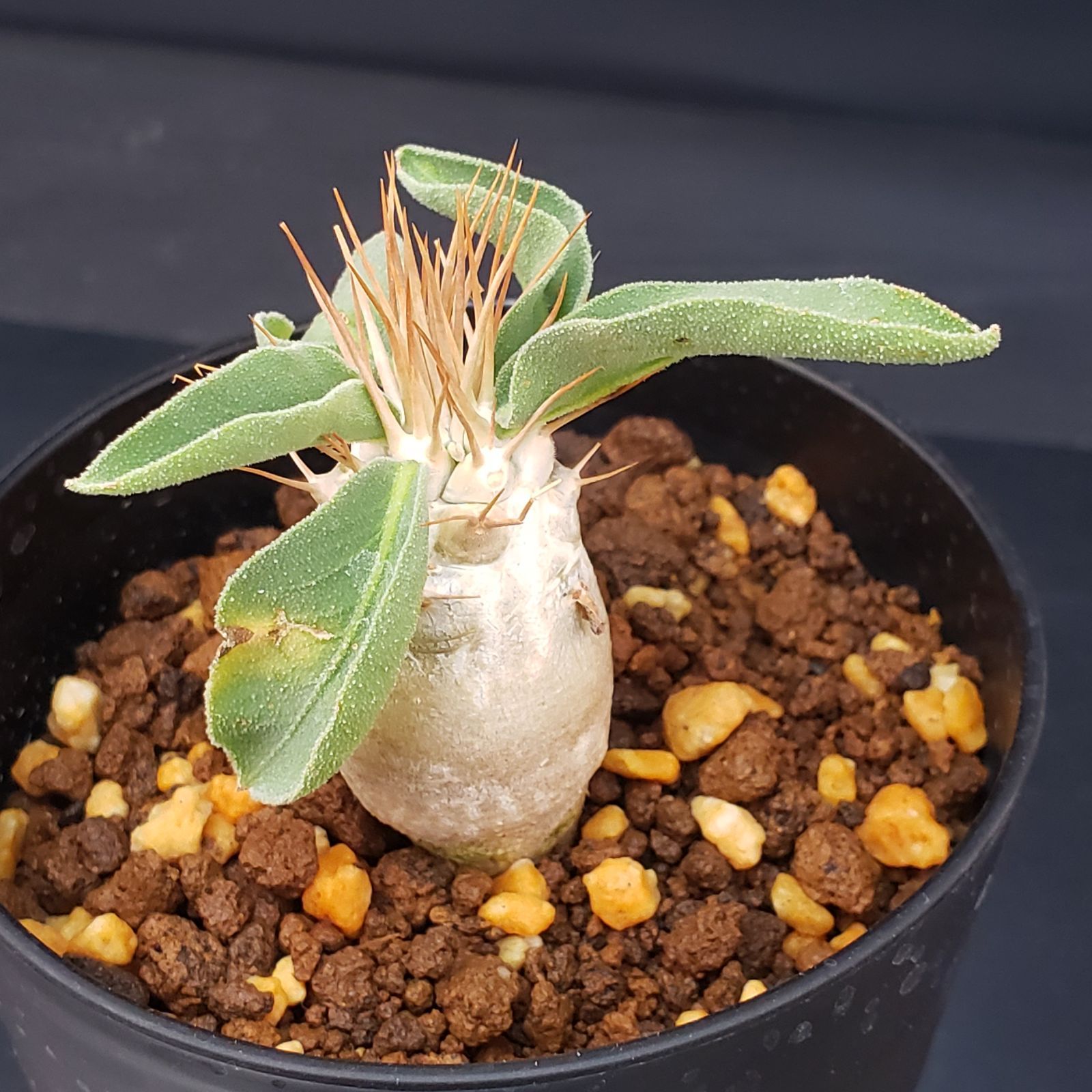 E241【自社養生株】パキポディウム ナマクアナム 光堂（実生・発根株