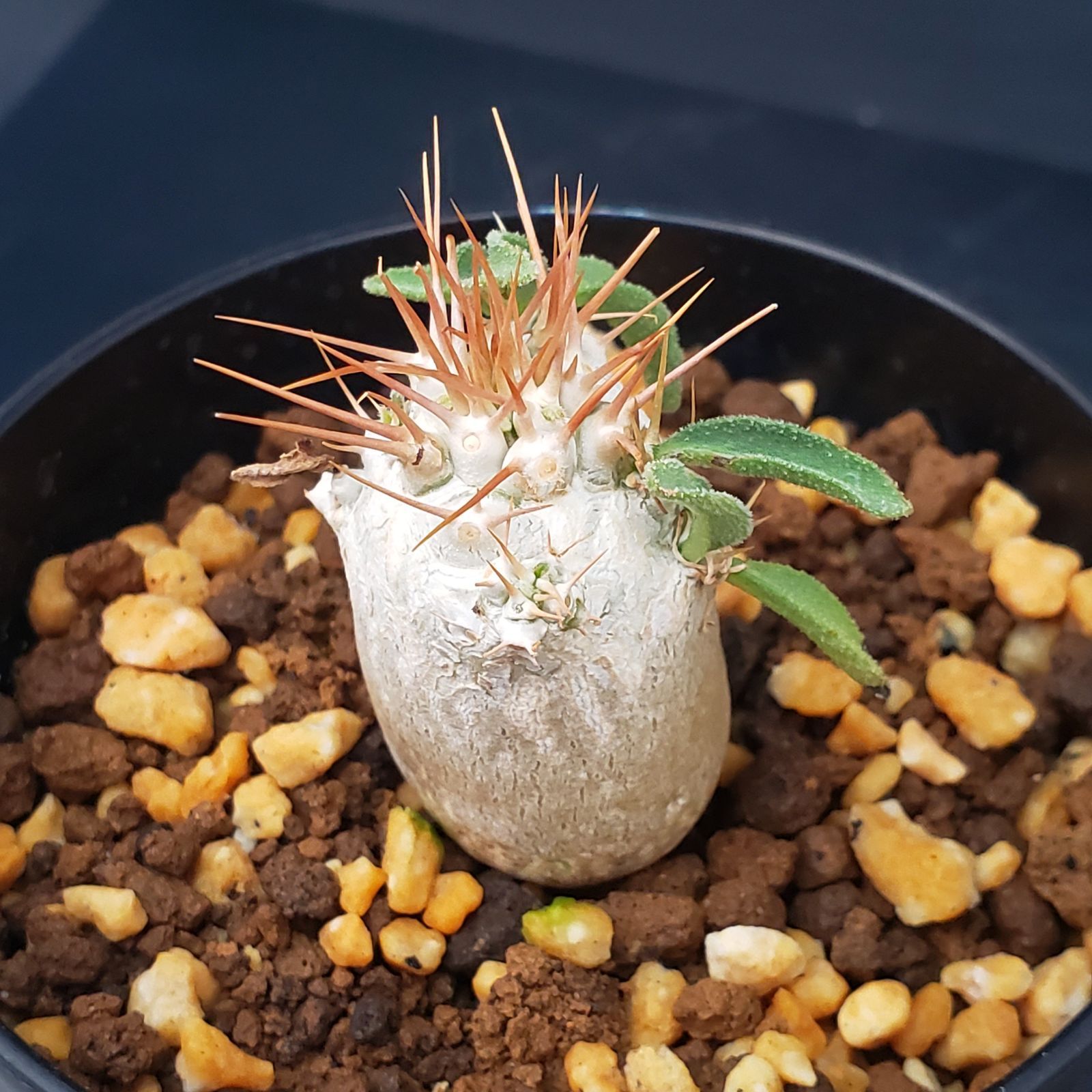 E242【自社養生株】パキポディウム ナマクアナム 光堂（実生・発根株