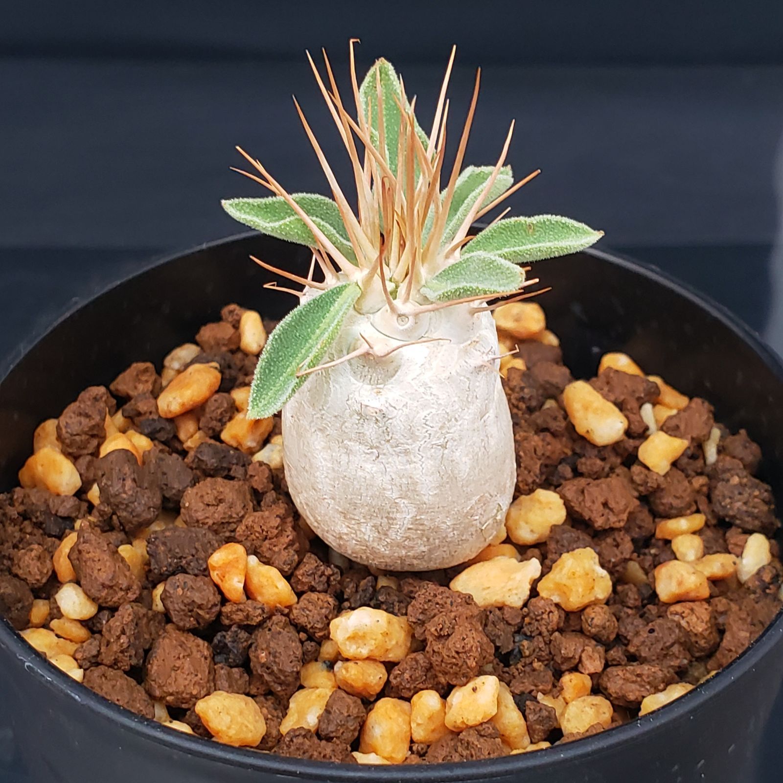 E243【自社養生株】パキポディウム ナマクアナム 光堂（実生・発根株